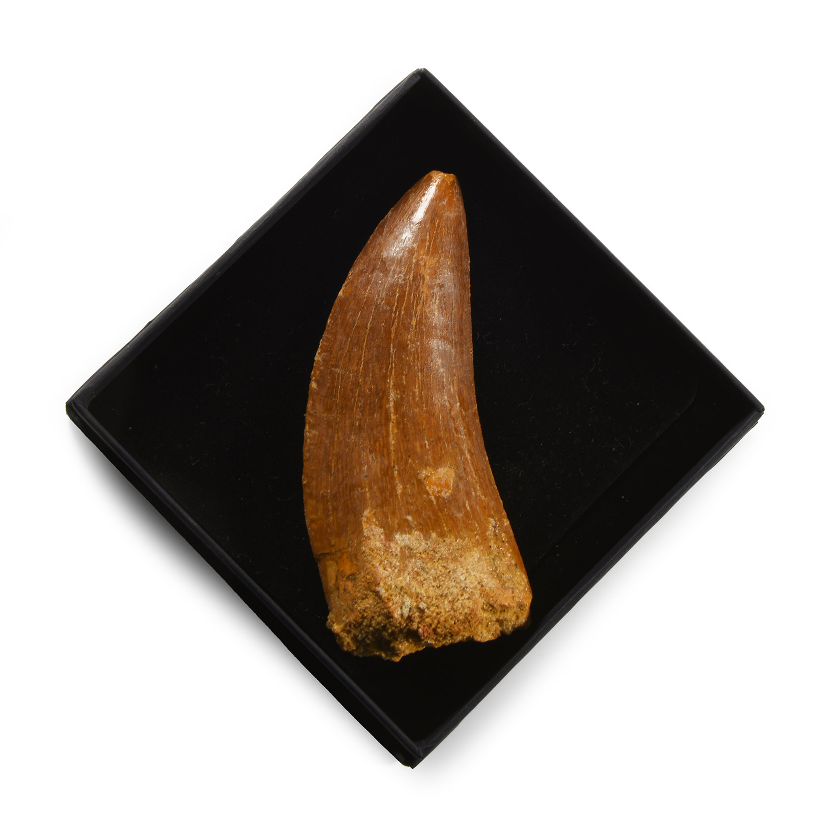 Natural History - Fossil North African 'T-Rex' Tooth