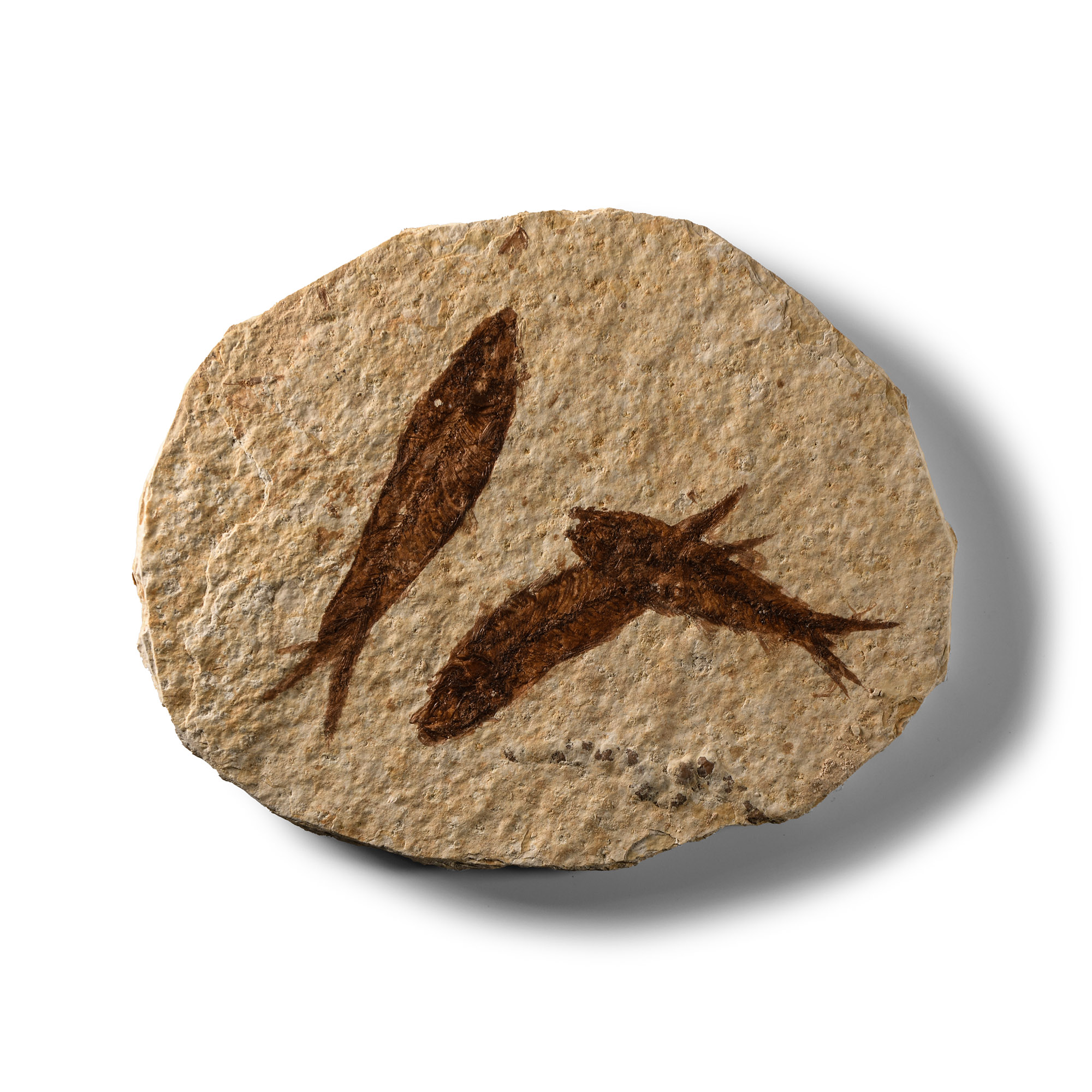 Natural History - Knightia Multi Fossil Fish Plate
