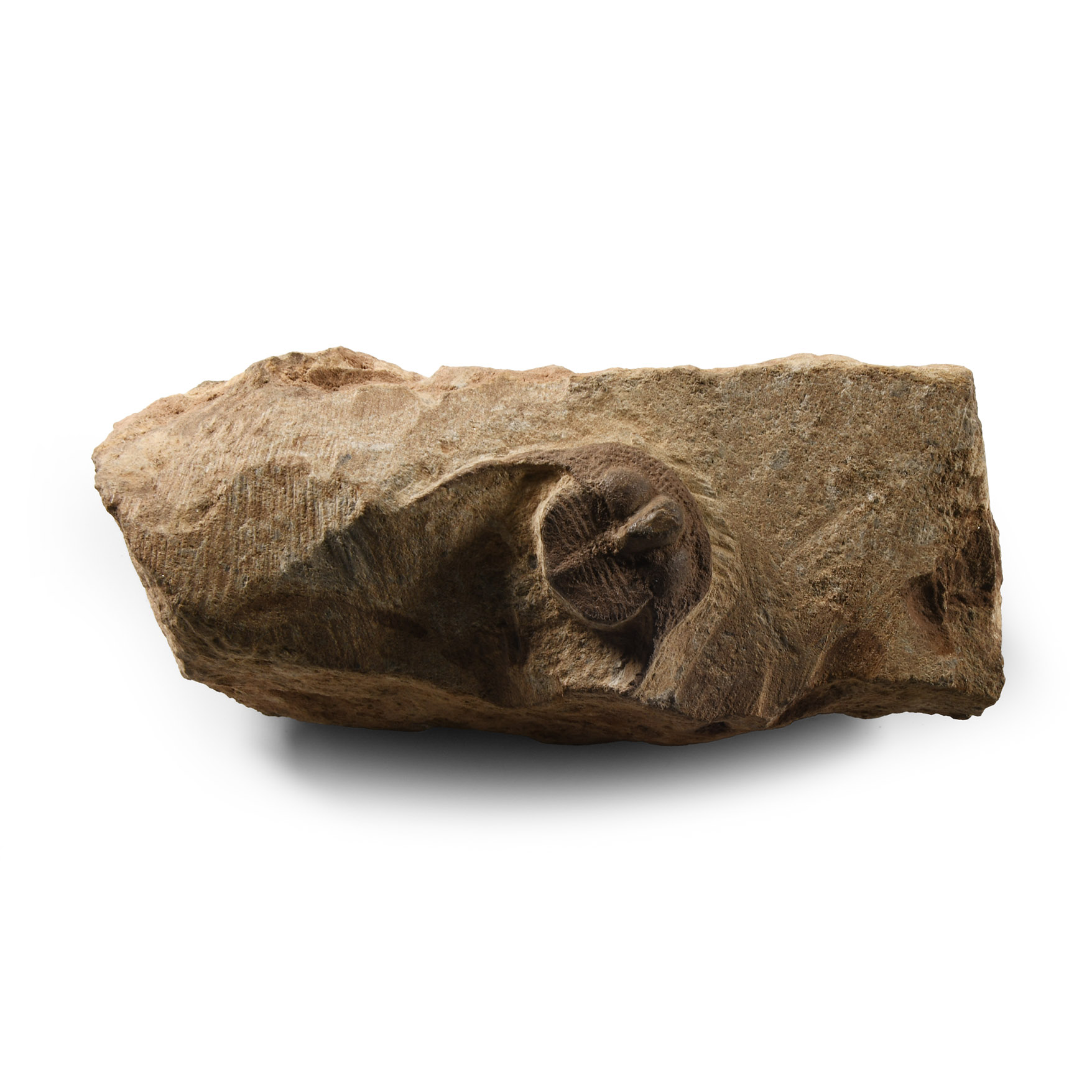Natural History - Fossil Onnia Trilobite on Matrix