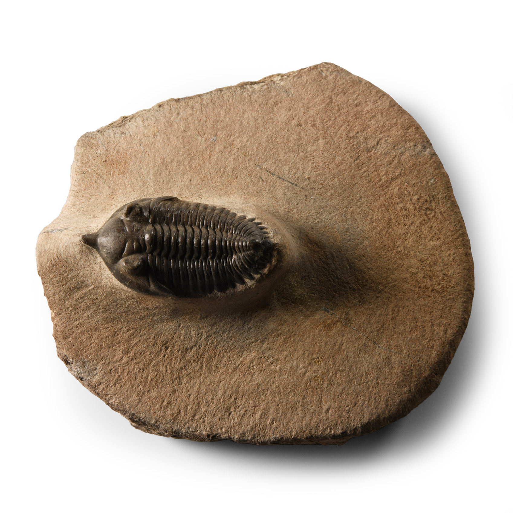 Natural History - Fossil Morroccanites Trilobite