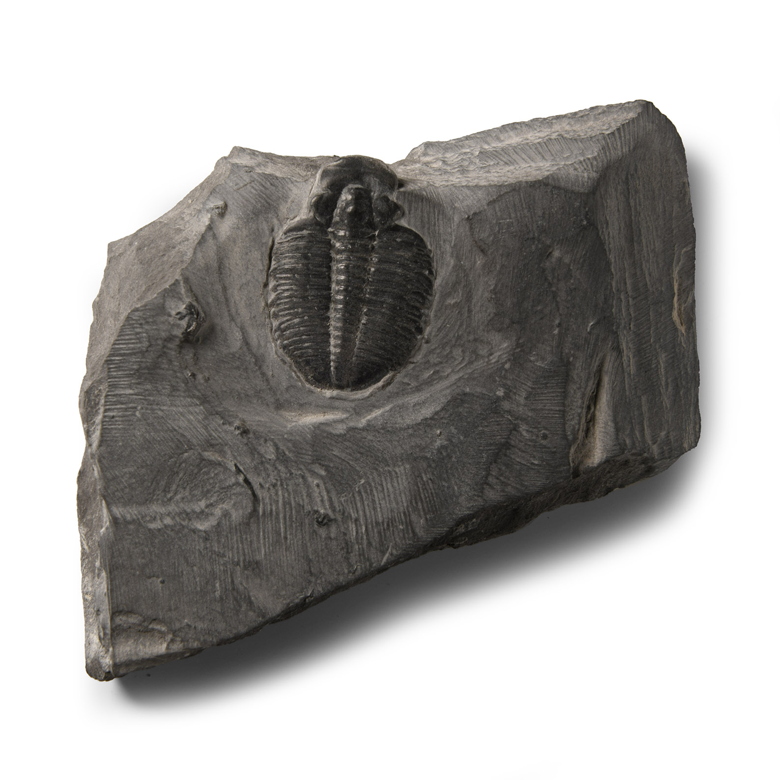 Natural History - Fossil Elrathia Trilobite on Matrix