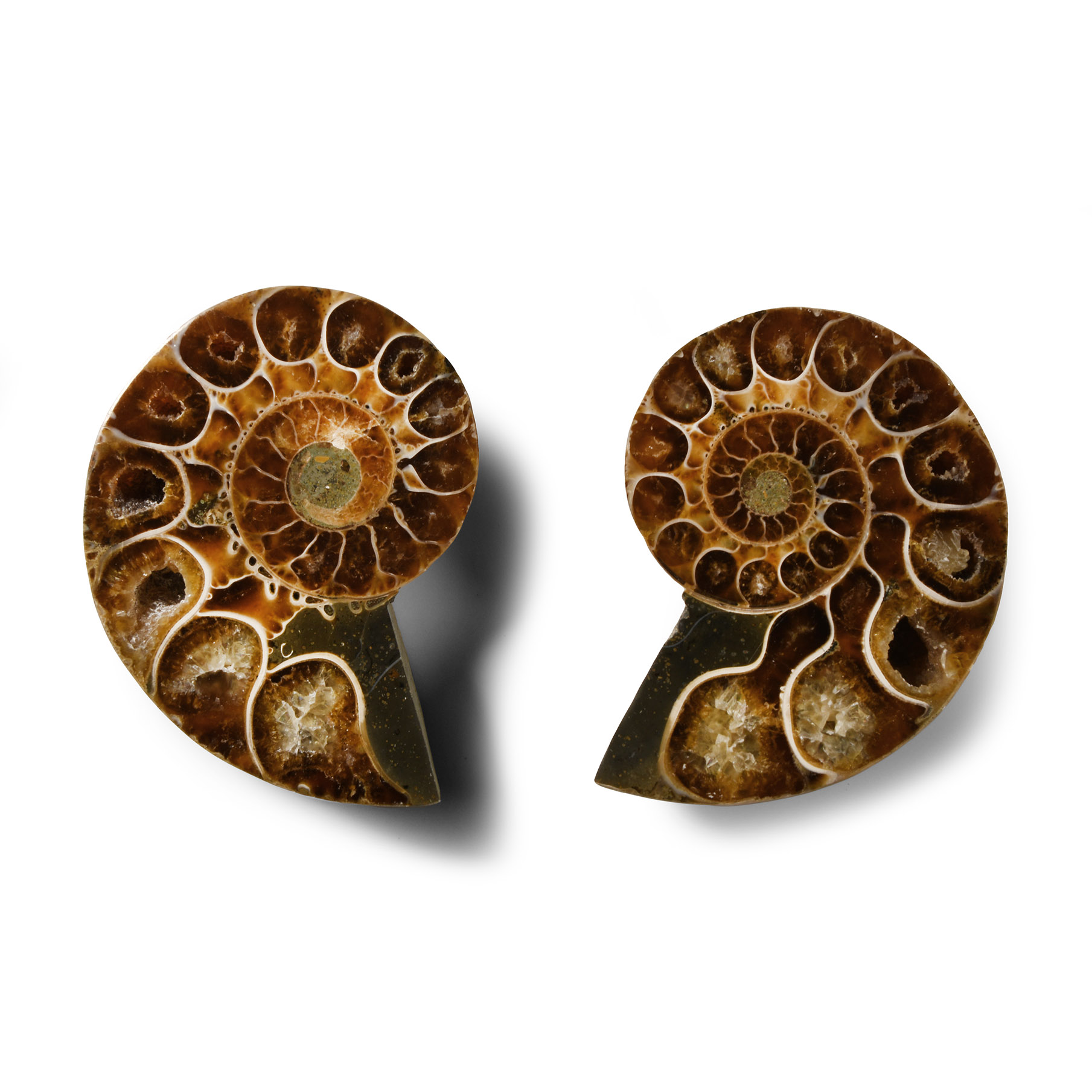 Natural History - Cut and Polished Fossil Ammonite Pair