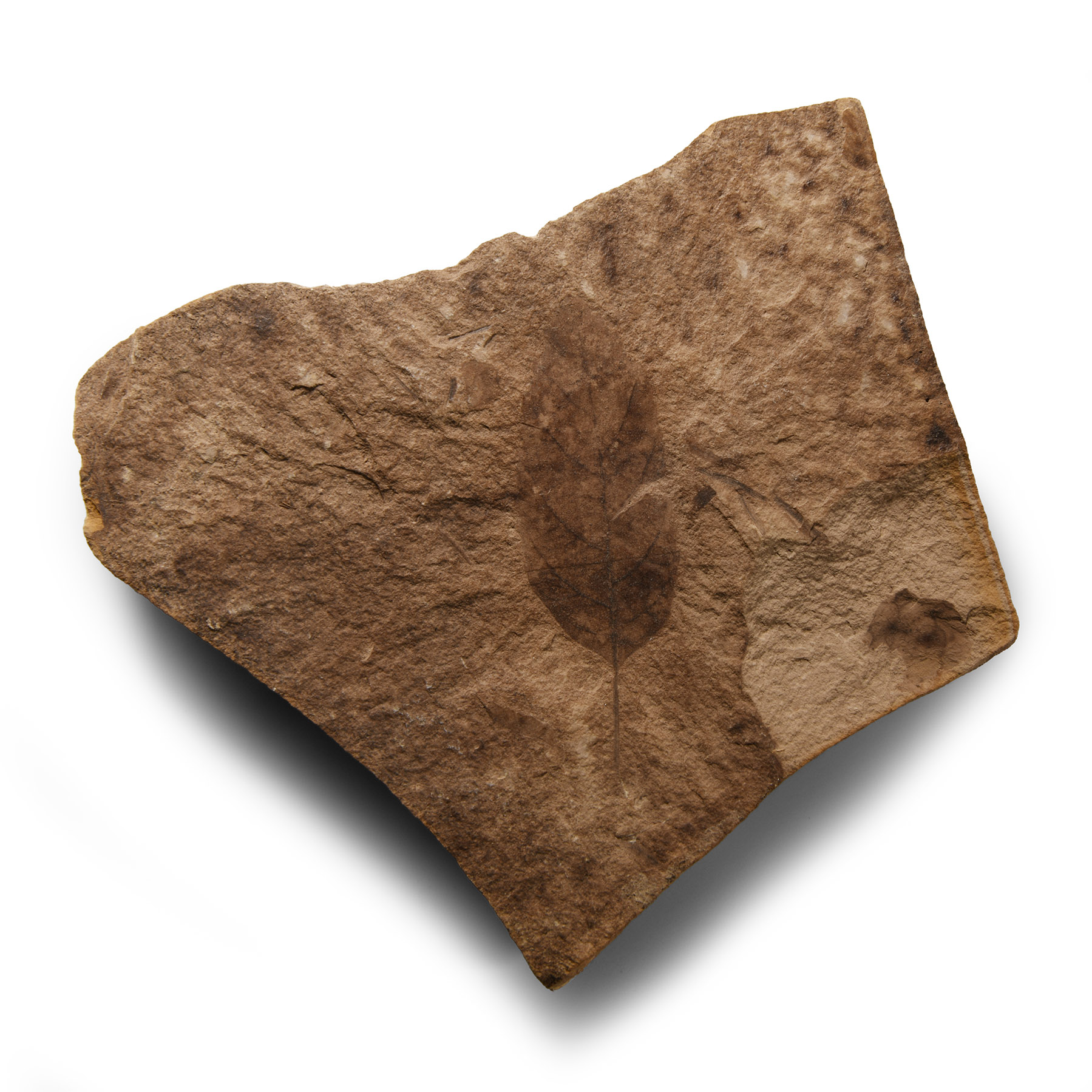 Natural History - Canadian Leaf Fossil