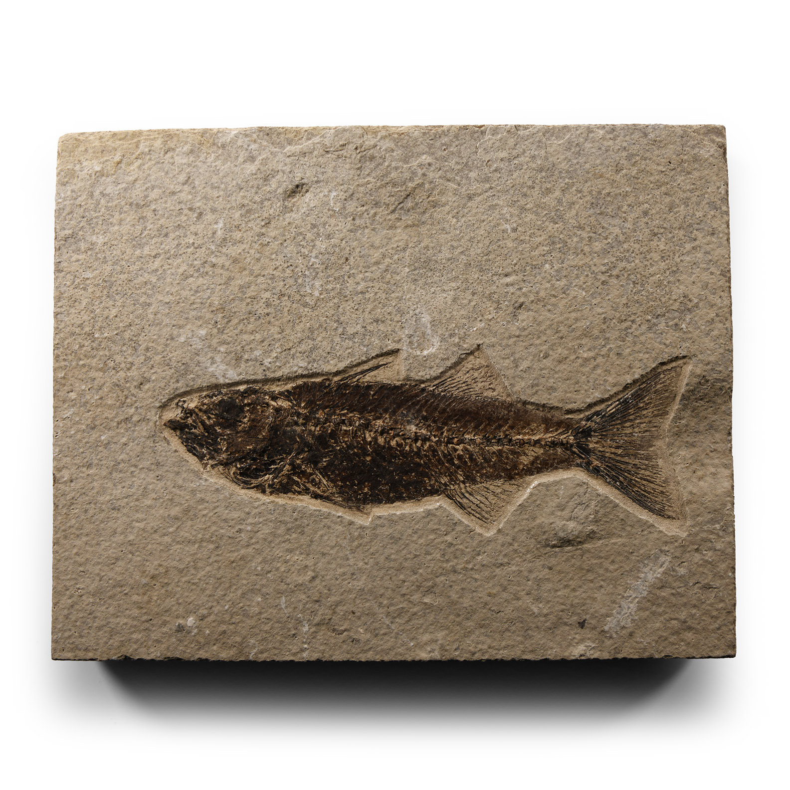 Natural History - Fossil Mioplosus Fish