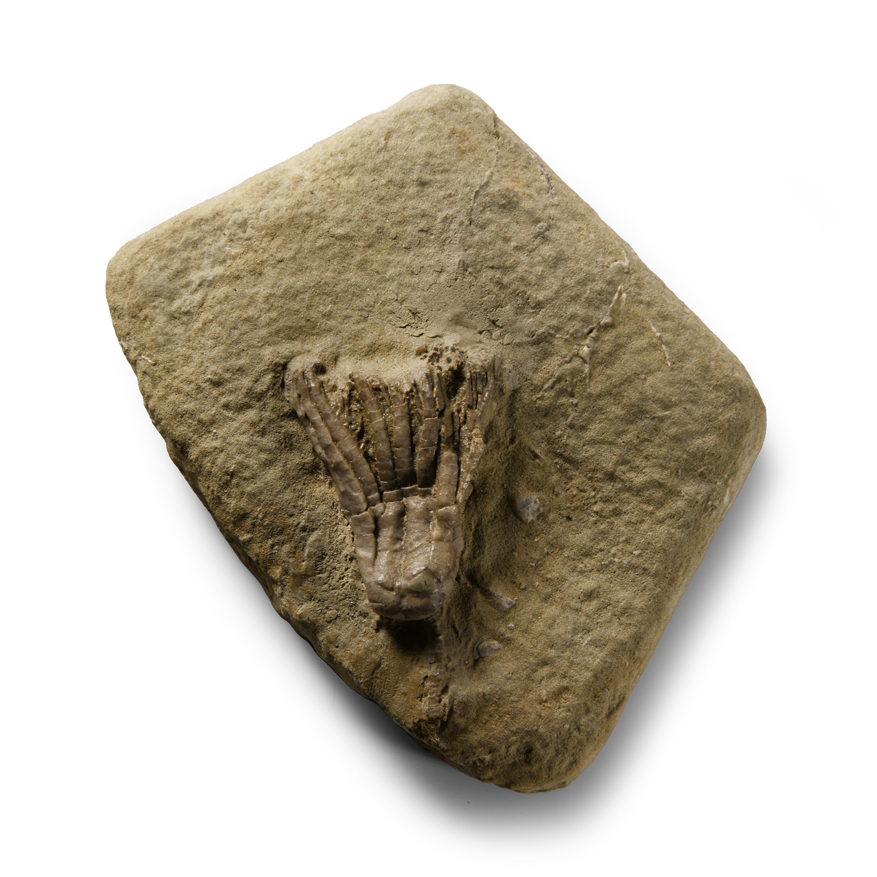 Natural History - Fossil Sarocrinus Varsovensis Crinoid on Matrix