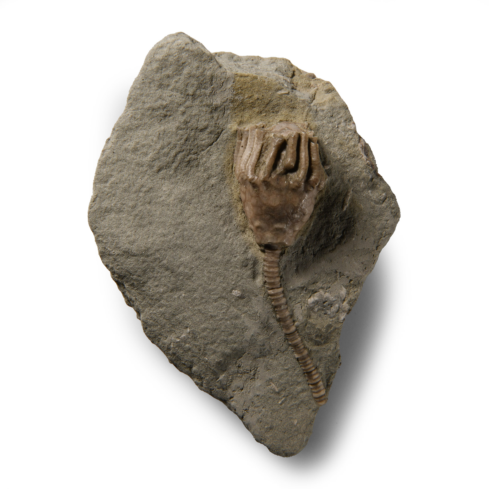 Natural History - Fossil Varsoueisis Crinoid on Matrix
