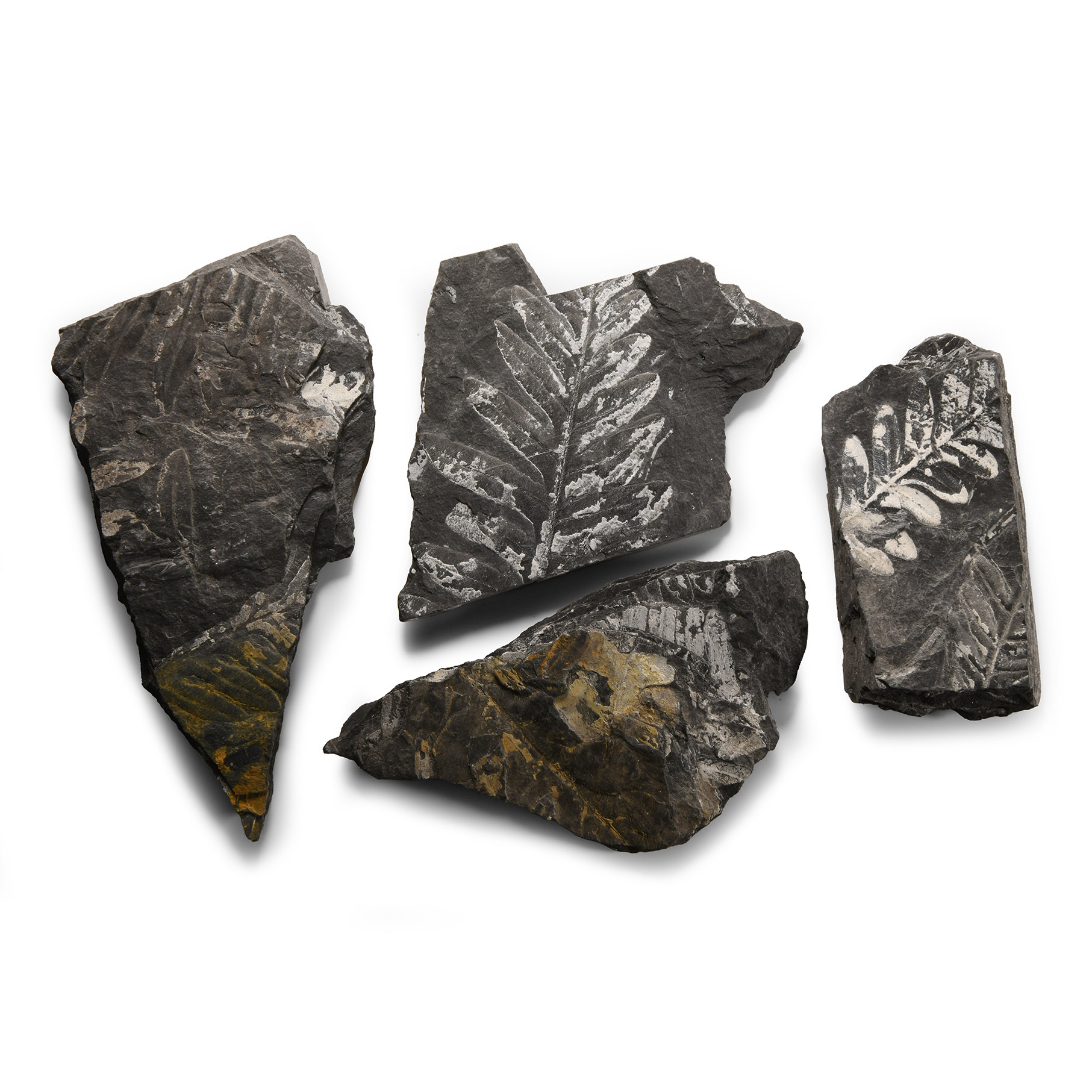 Natural History - Fossil Pennsylvania Fern on Matrix