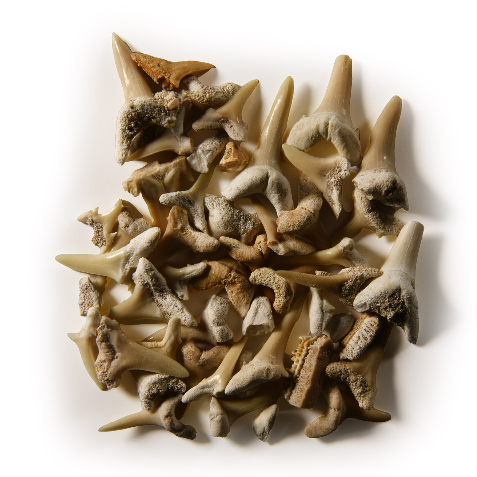 Natural History - Fossil Sand Shark Tooth Group