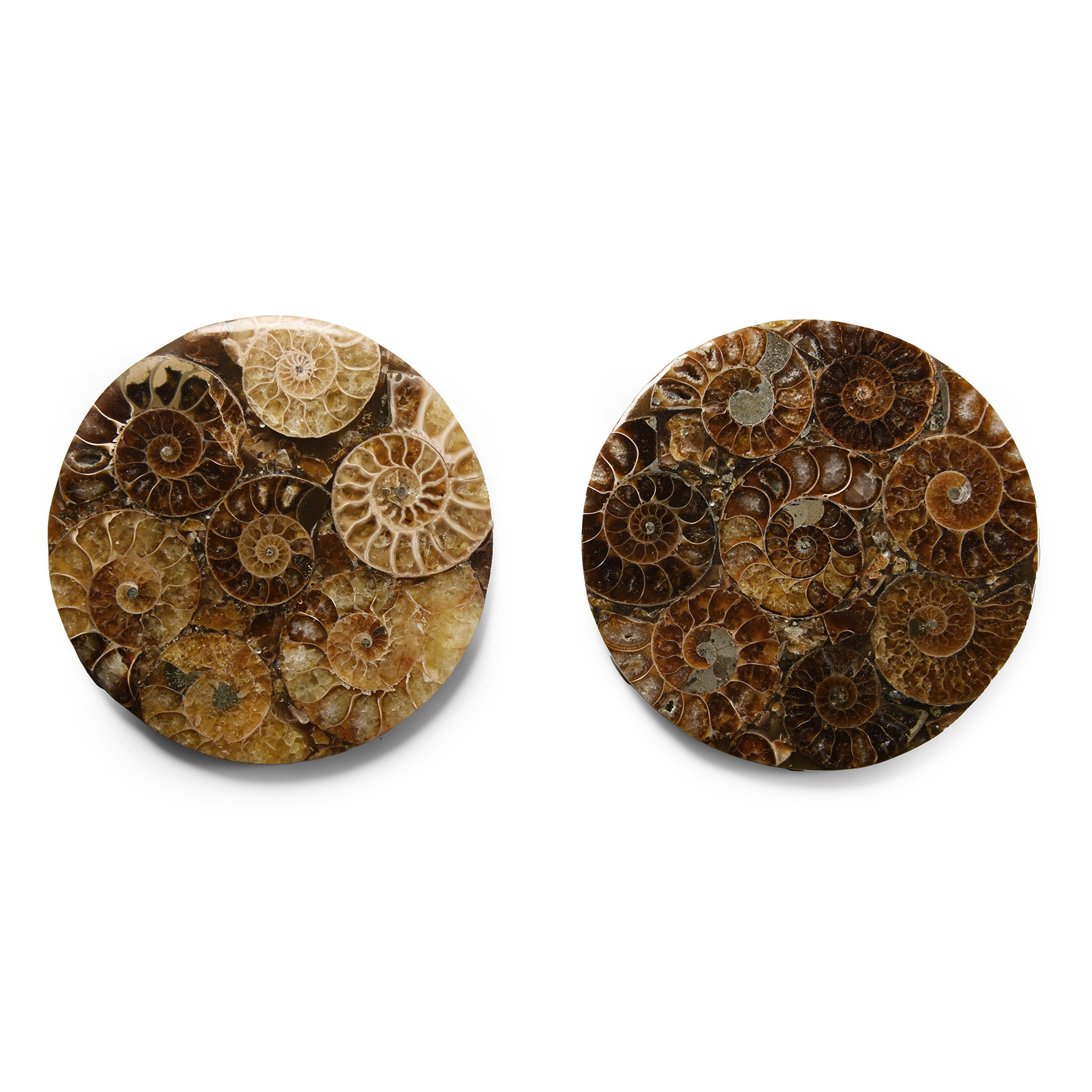 Natural History - Polished Fossil Ammonite Coaster Set