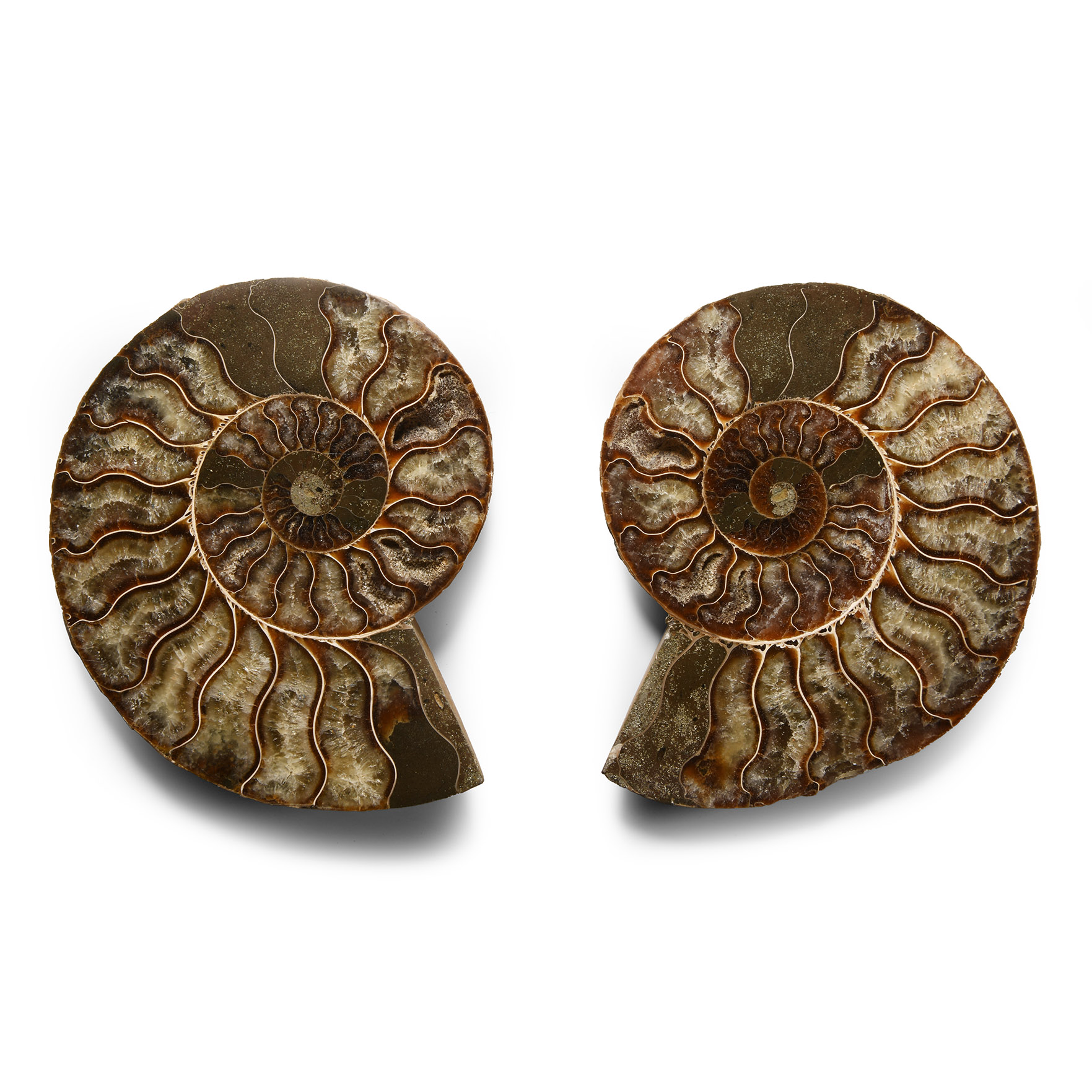 Natural History - Cut and Polished Fossil Ammonite
