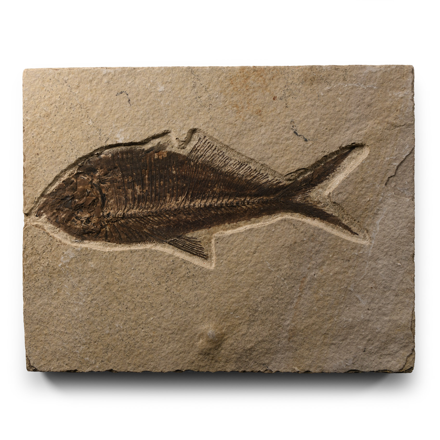 Natural History - Diplomystus Fossil Fish on Matrix