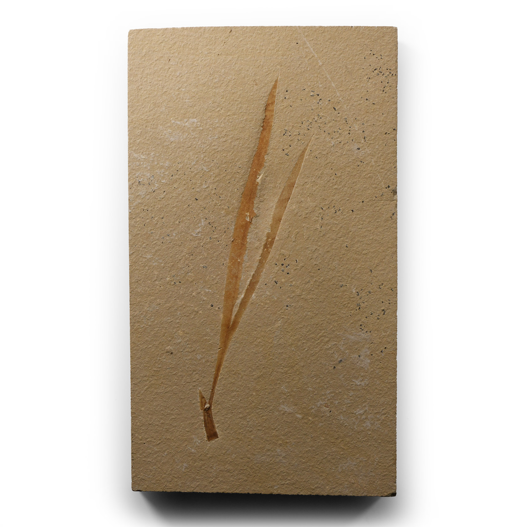 Natural History - Scarce Fossil Sapindopsis Plant on Matrix