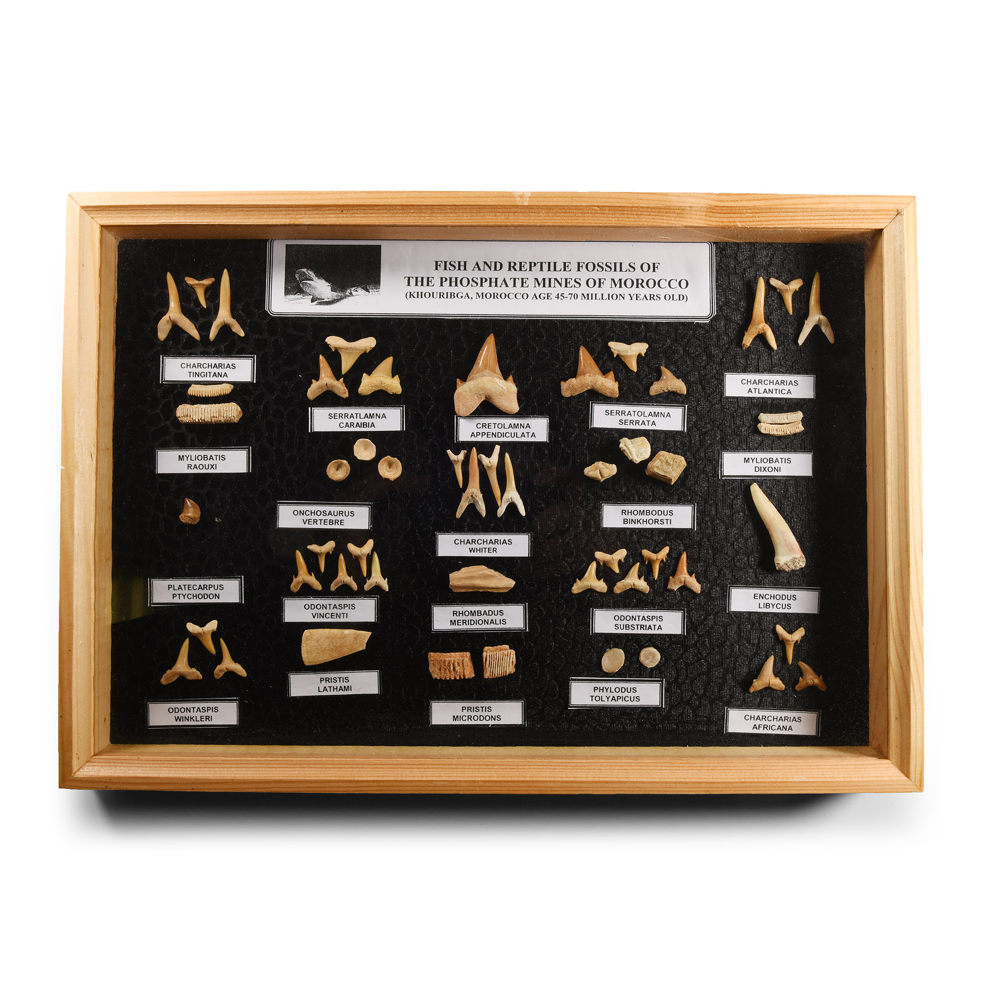 Natural History - Fossil Shark and Fish Tooth Display