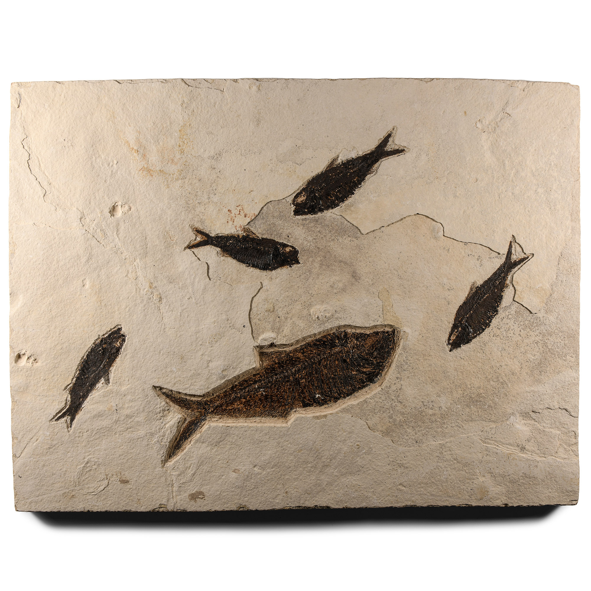 Natural History - Large Fossil Fish Plate