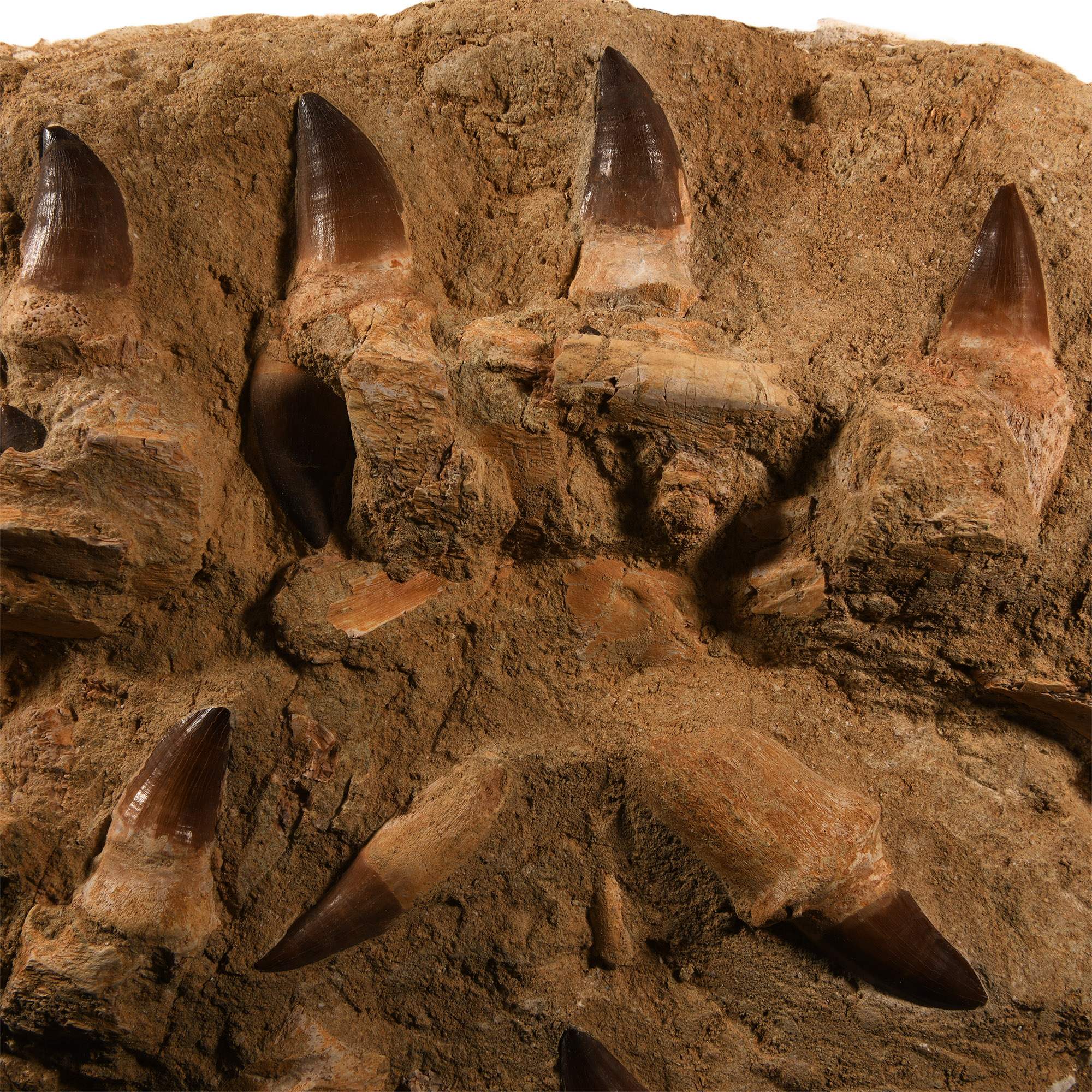 Large Mosasaur 'Marine Dinosaur' Fossil Tooth Plate