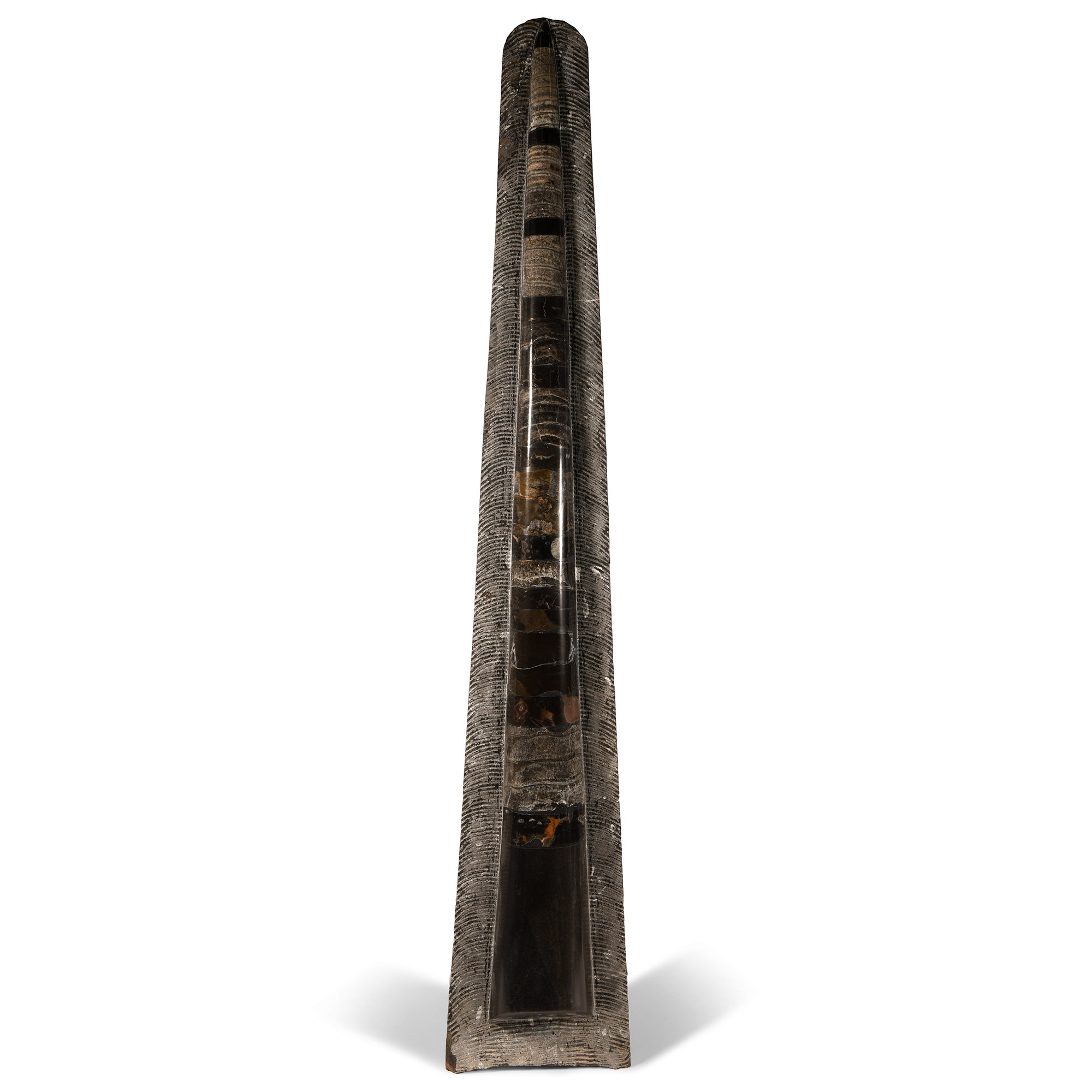 Natural History - Large Polished Fossil Orthoceras 'Rocket'