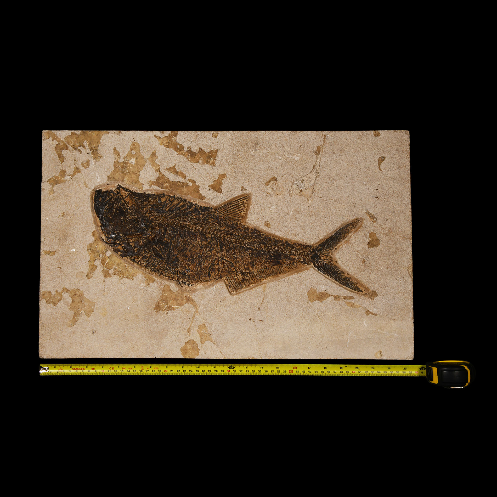 Natural History - Large Fossil Diplomystus Fish Plate