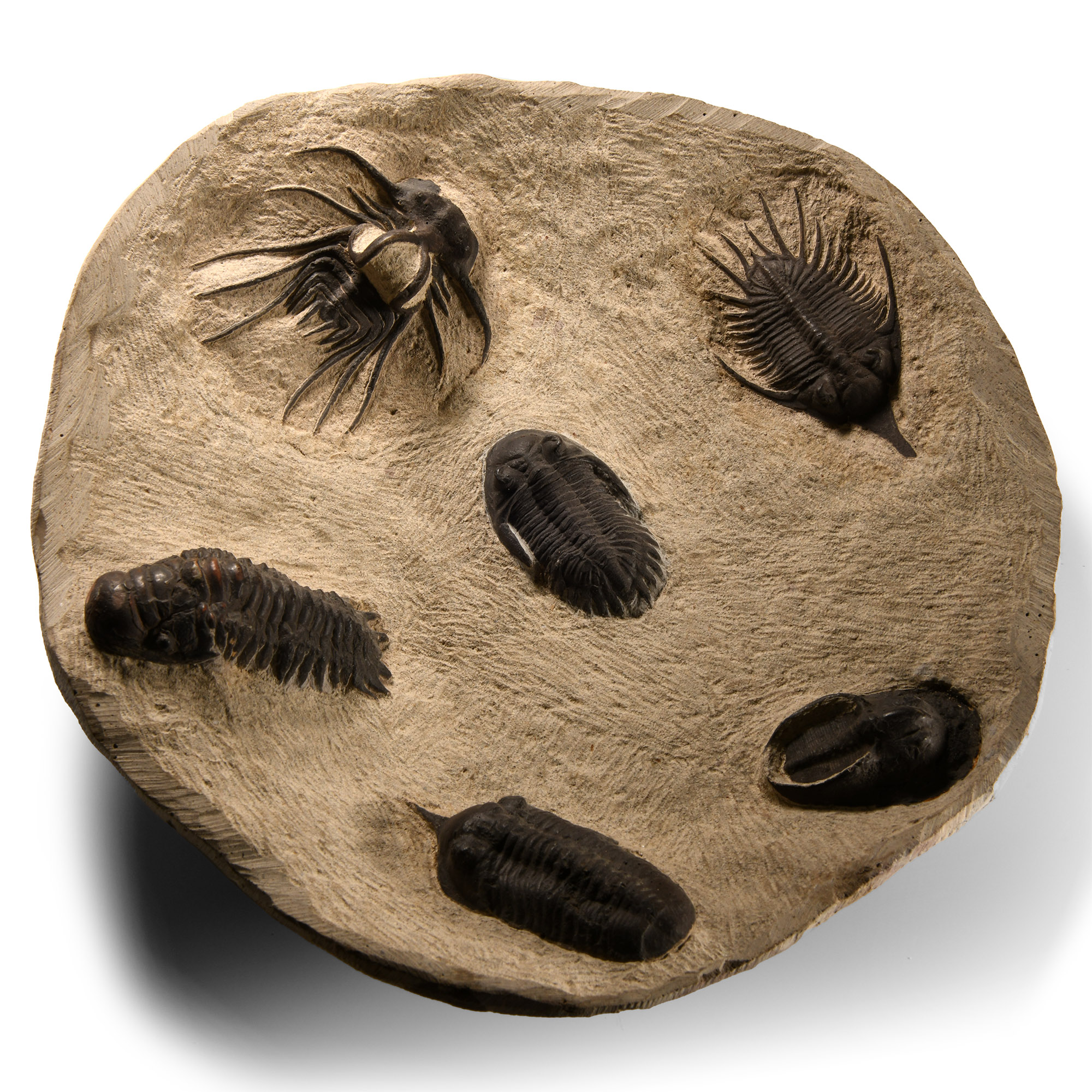 Multi Fossil Trilobite Bowl
