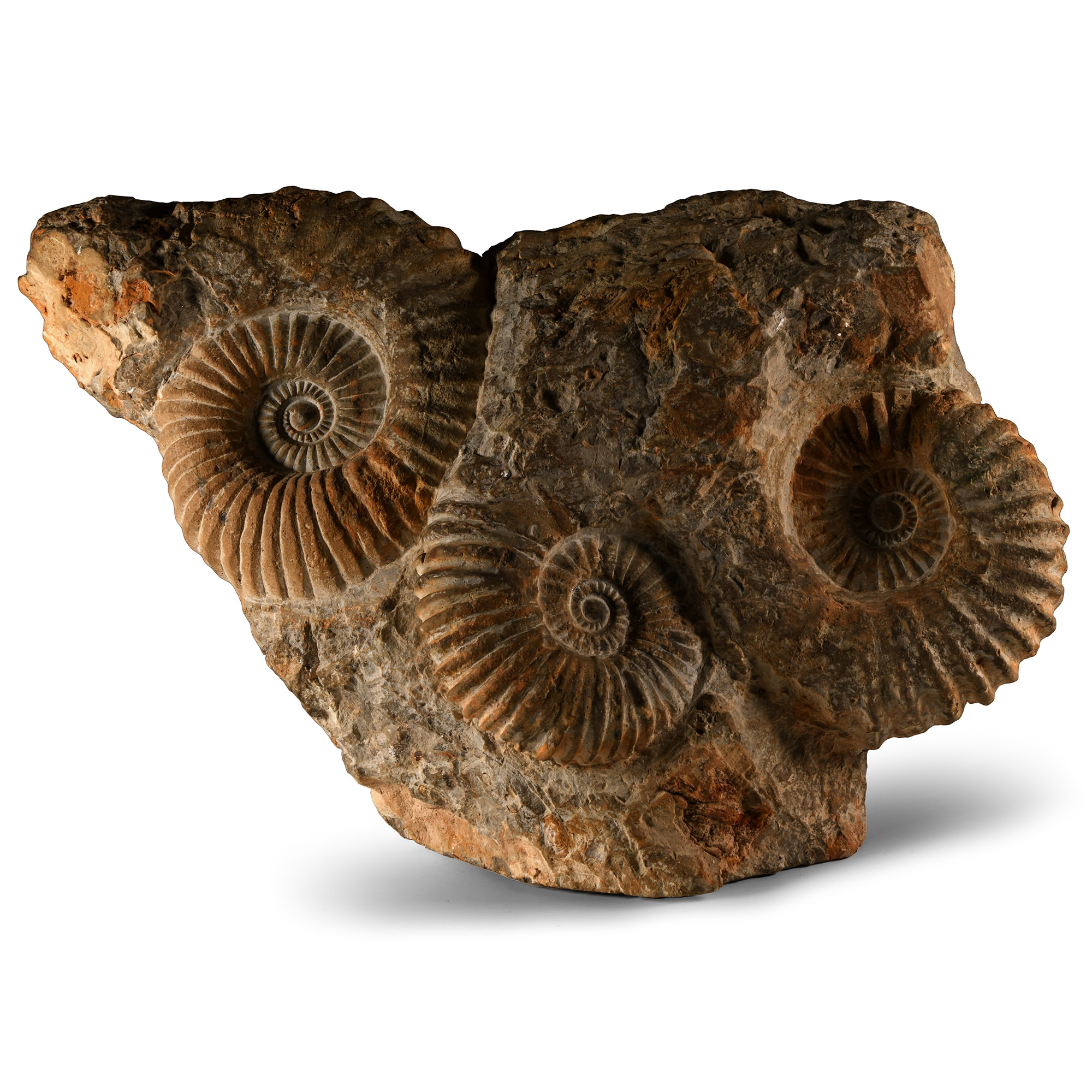 Natural History - Large Triple Agadir Fossil Ammonite Display