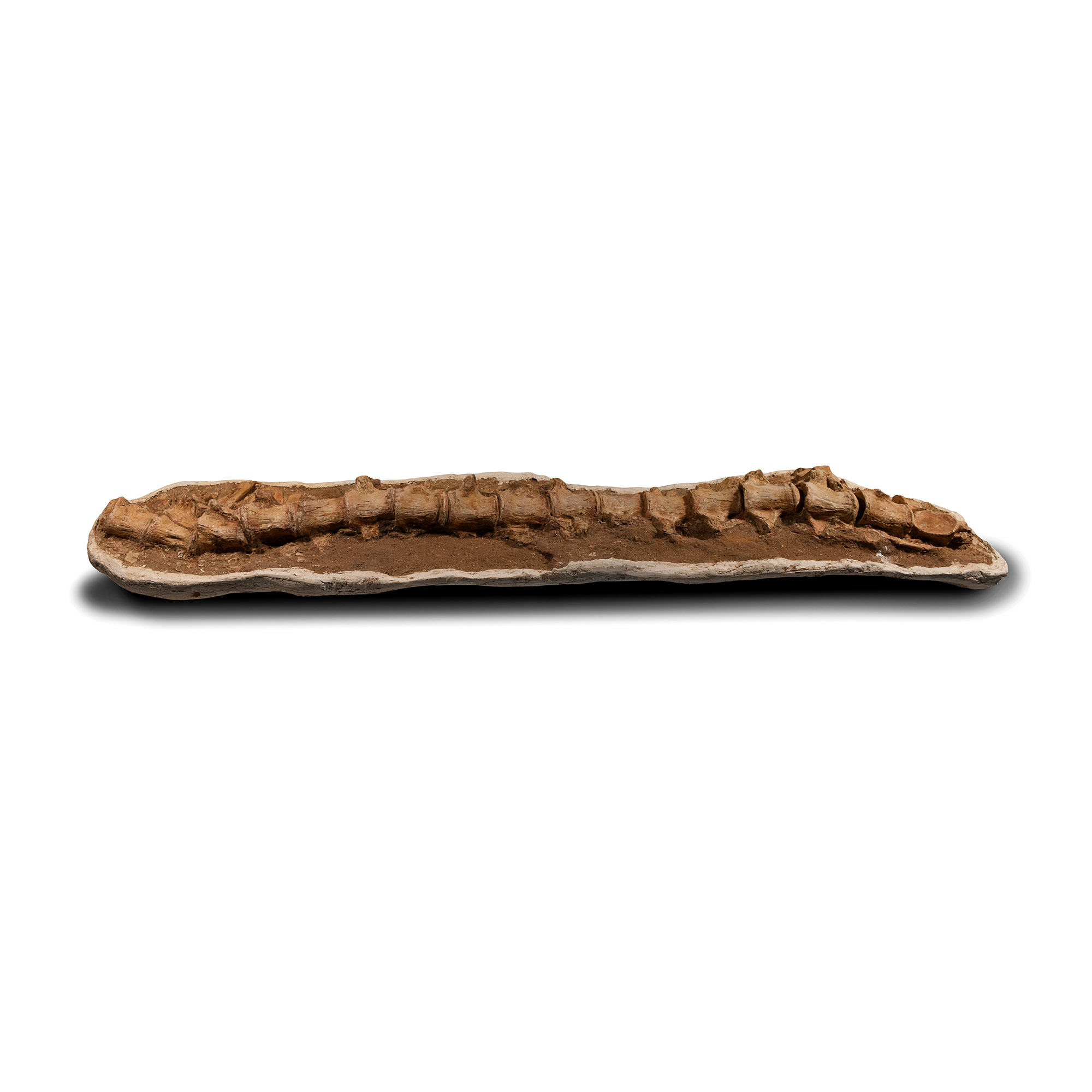 Natural History - Enormous Two Metre Section of Fossil Mosasaur 'Marine Dinosaur' Spine