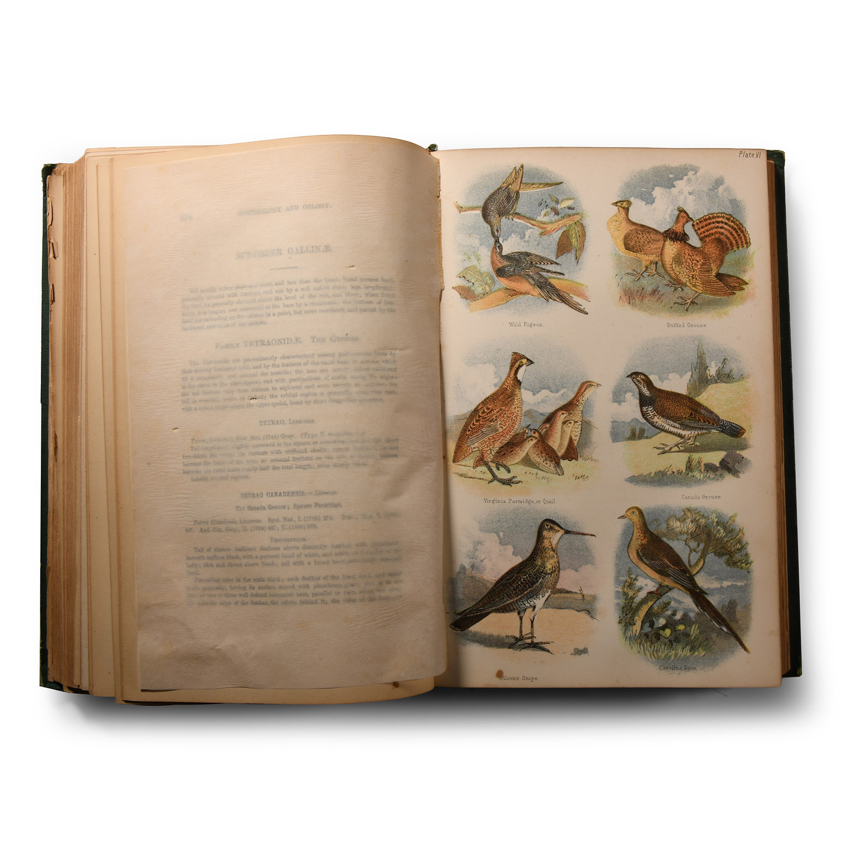 General Books - Birds of New England