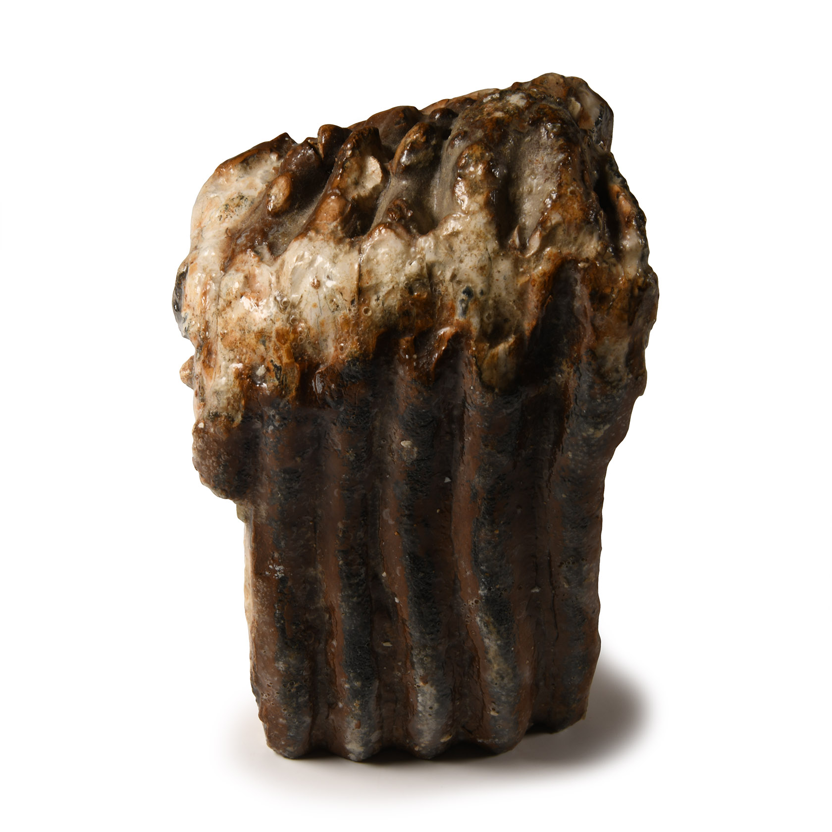 Natural History - 'North Sea' Fossil Woolly Mammoth Partial Tooth
