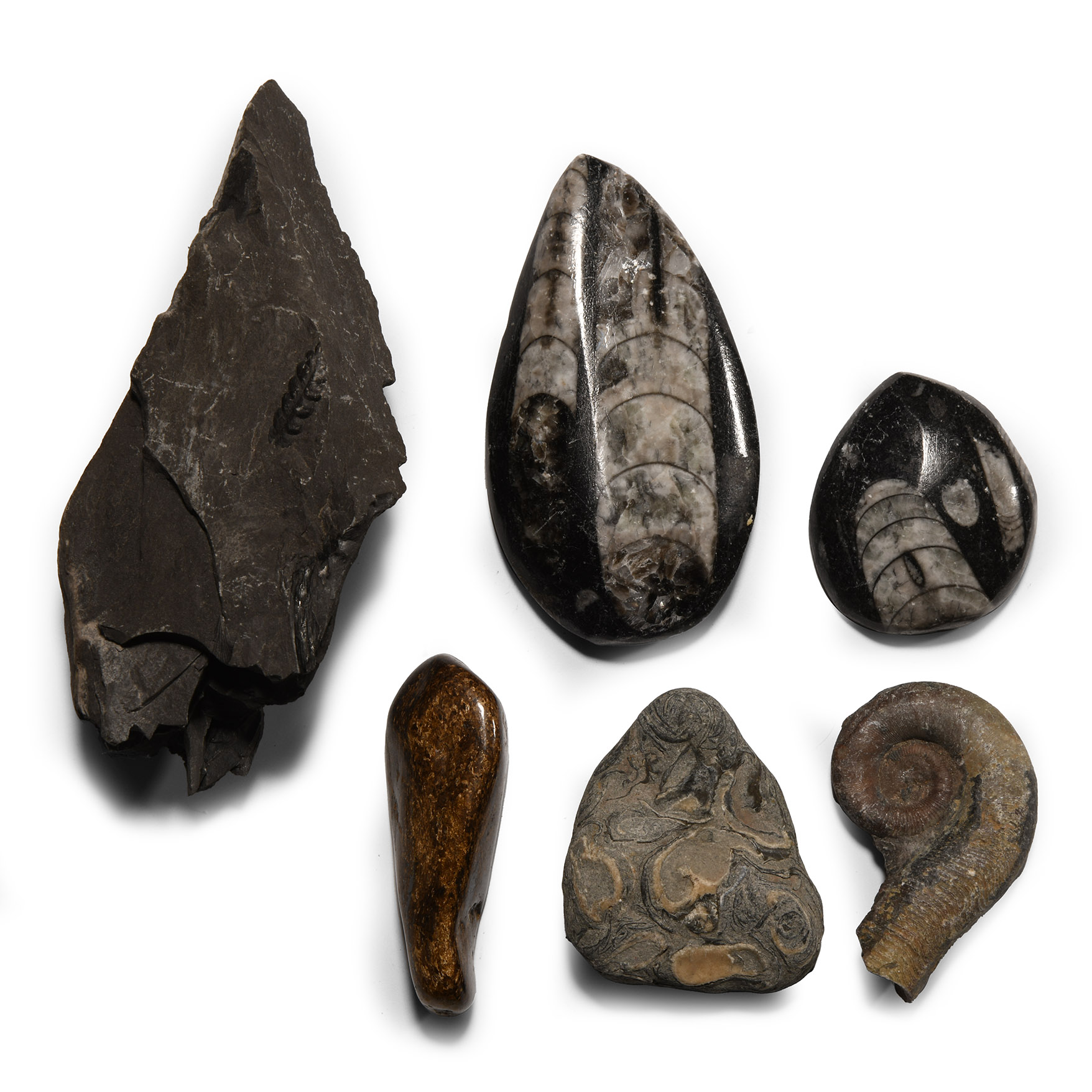 Natural History - Mixed Fossil Group