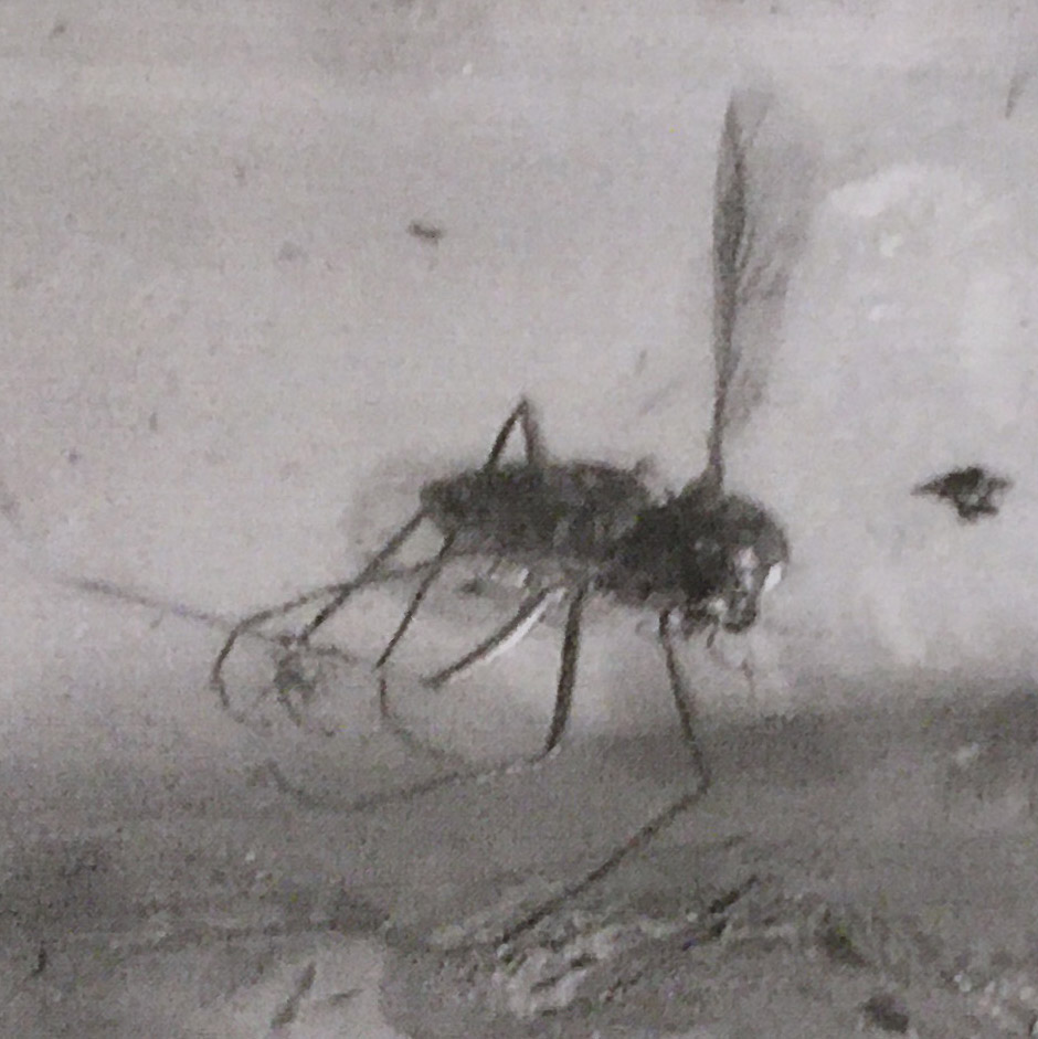 Natural History - Insect in Polished Baltic Amber