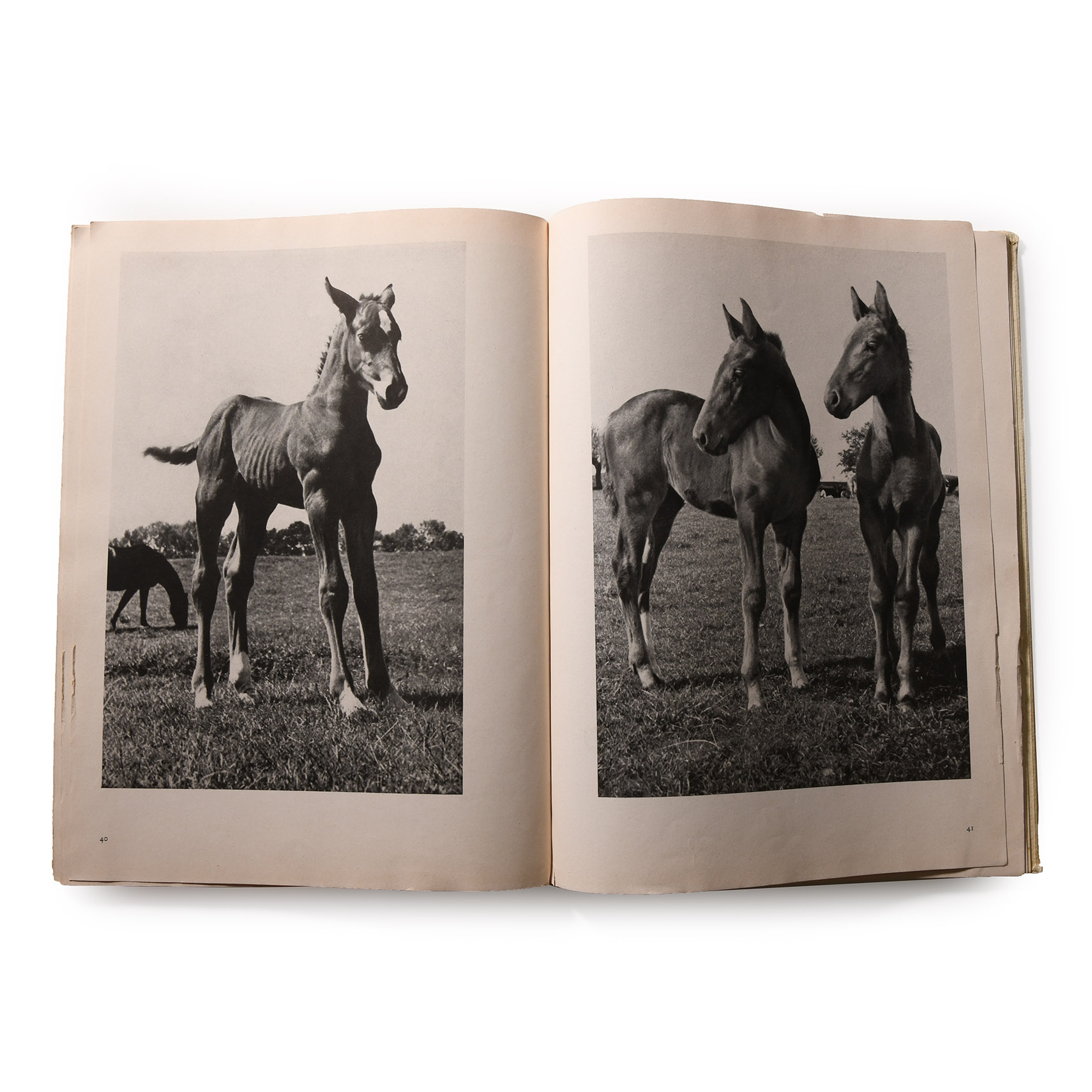 General Books - Fohlen Auf der Weide