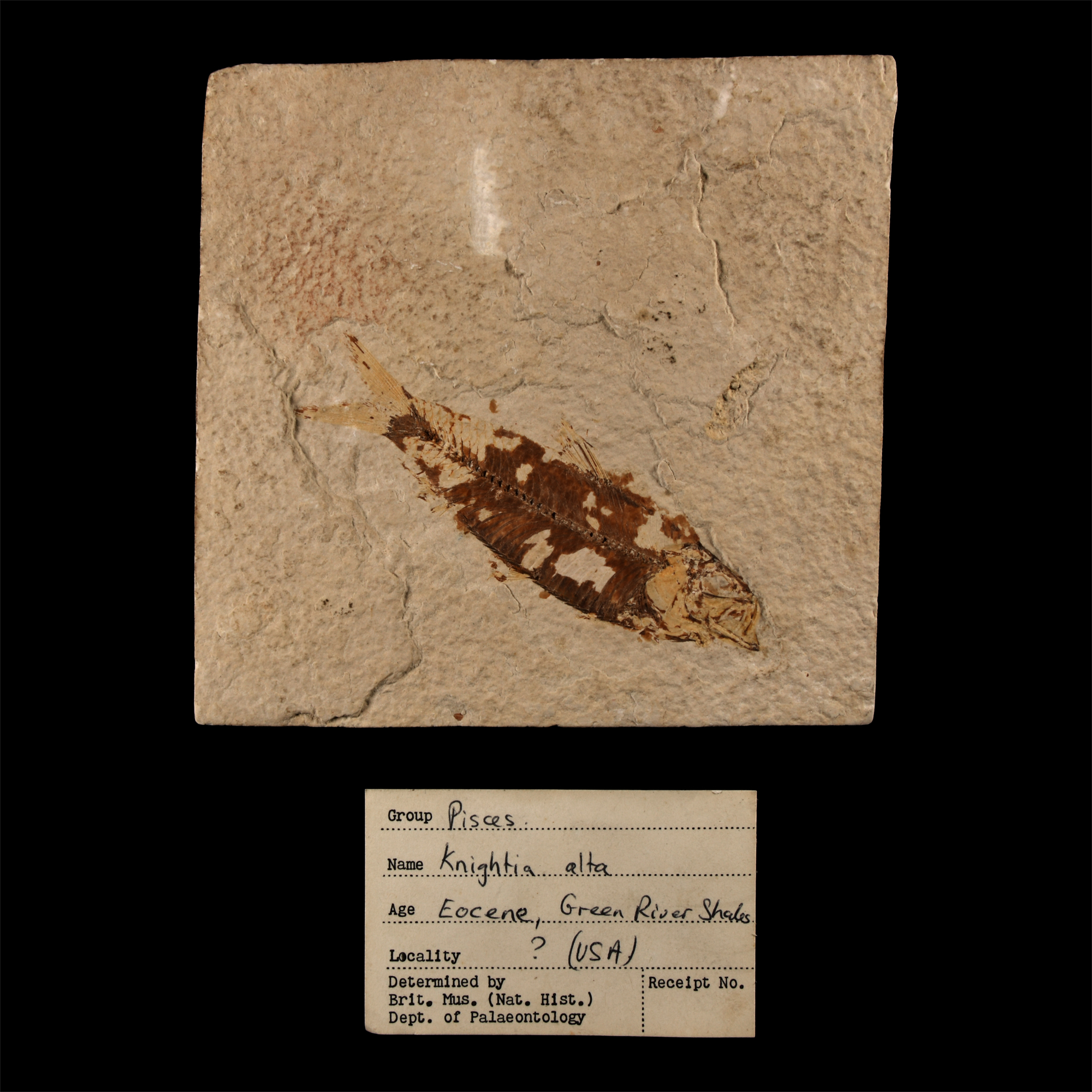 Natural History - Historic Fossil Knightia Alta Fish in Matrix