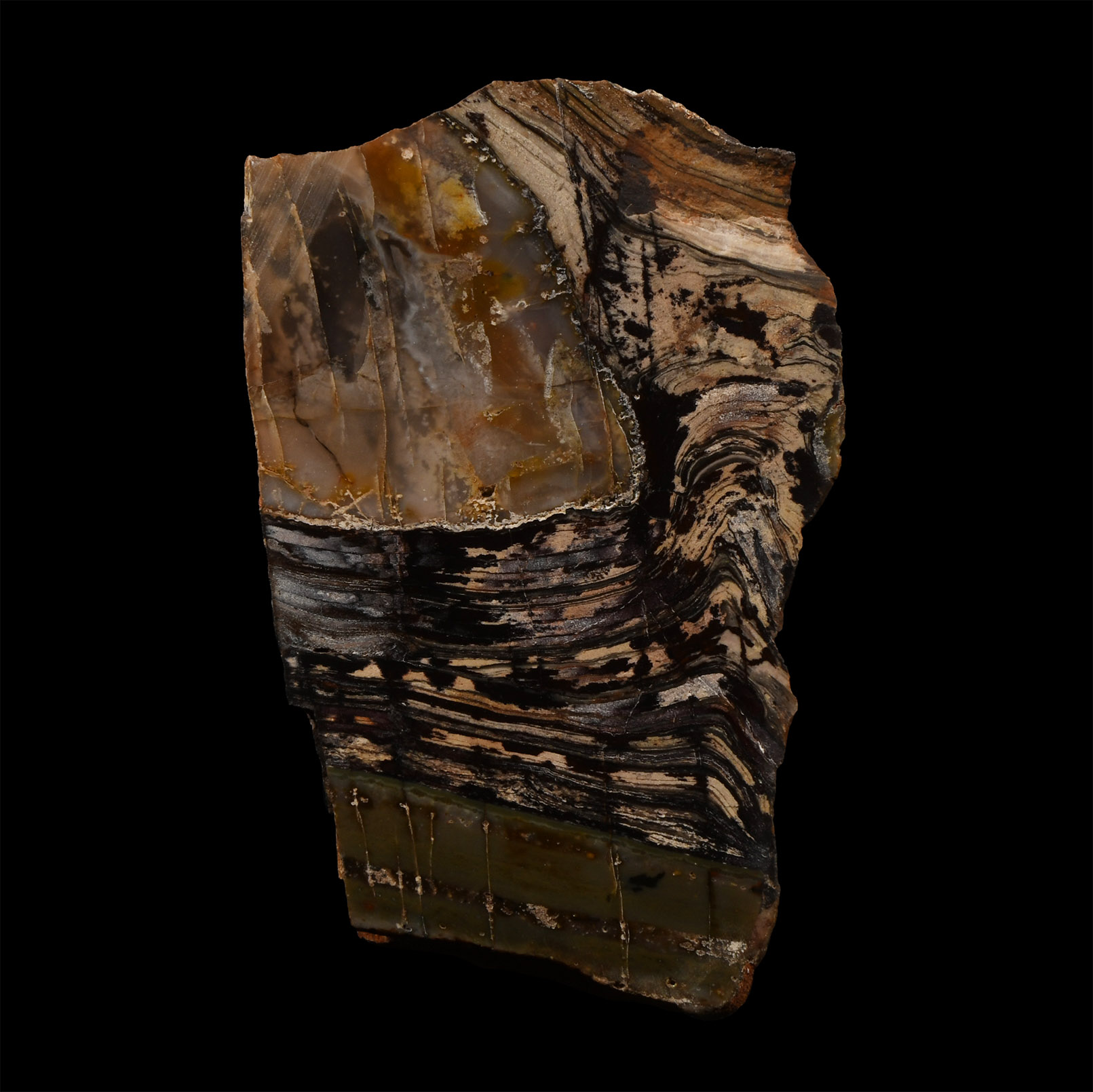 Natural History - 'Australia' Polished Stromatolite Block