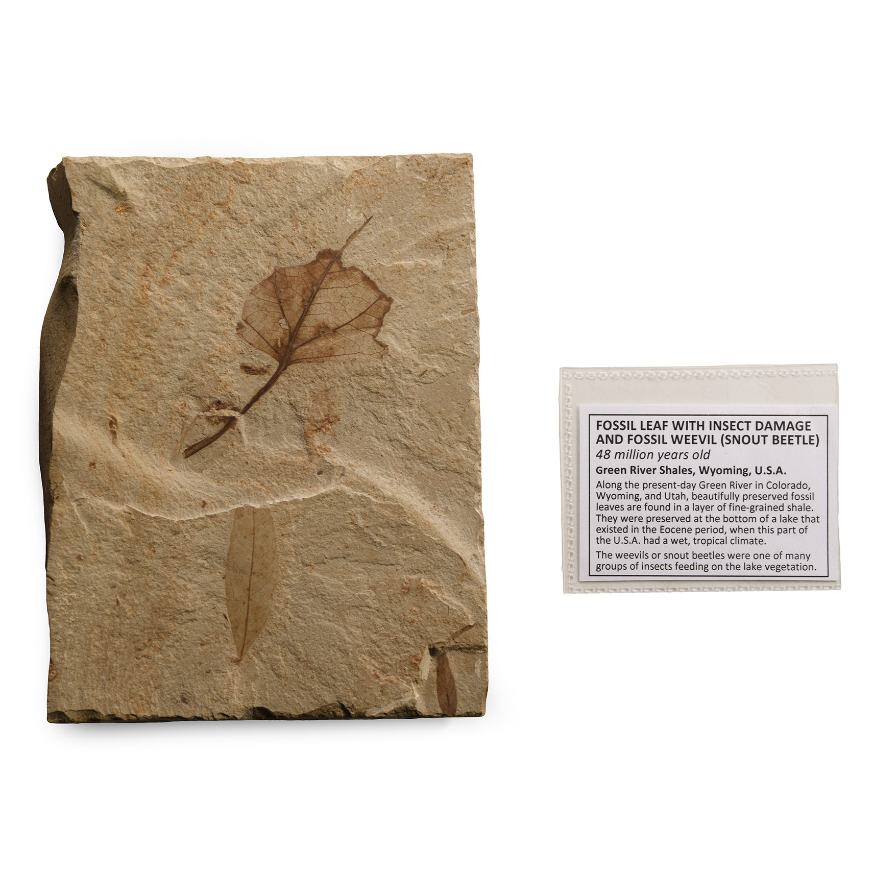 Natural History - Fossil Leaves and Snout Beetle in Matrix