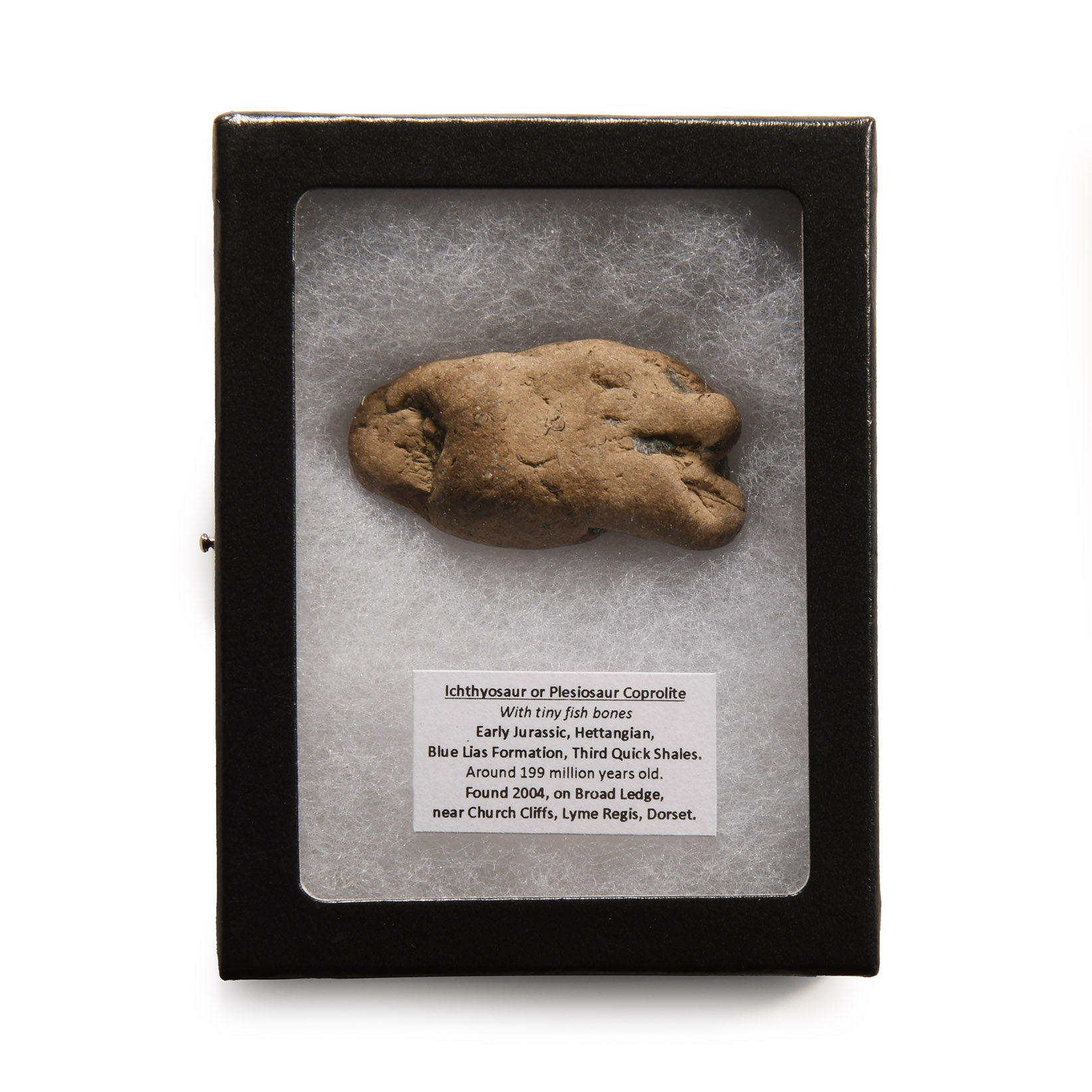 Natural History - Fossil Ichthyosaur 'Marine Dinosaur' Coprolite