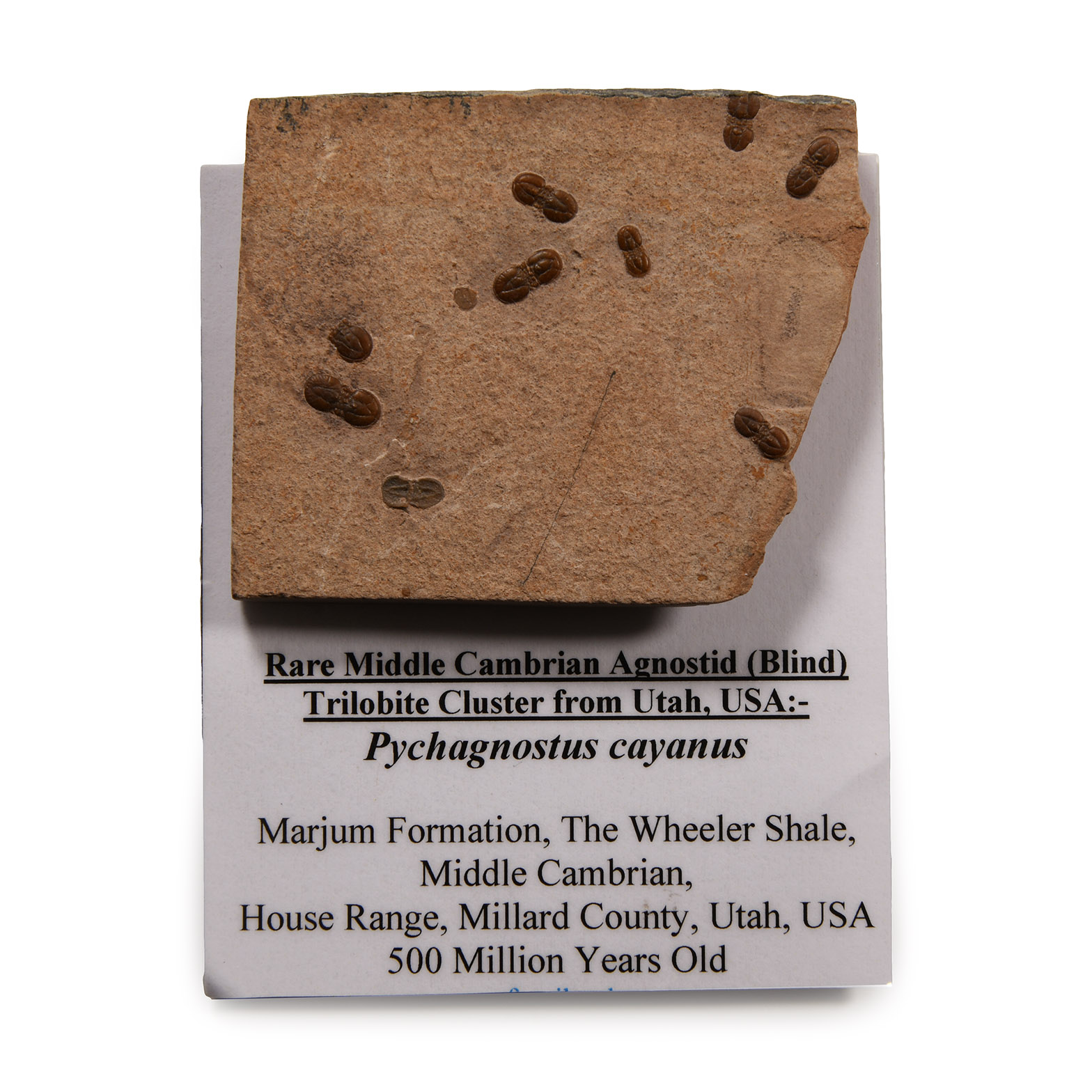 Natural History - Fossil Agnostid Trilobite Cluster in Matrix