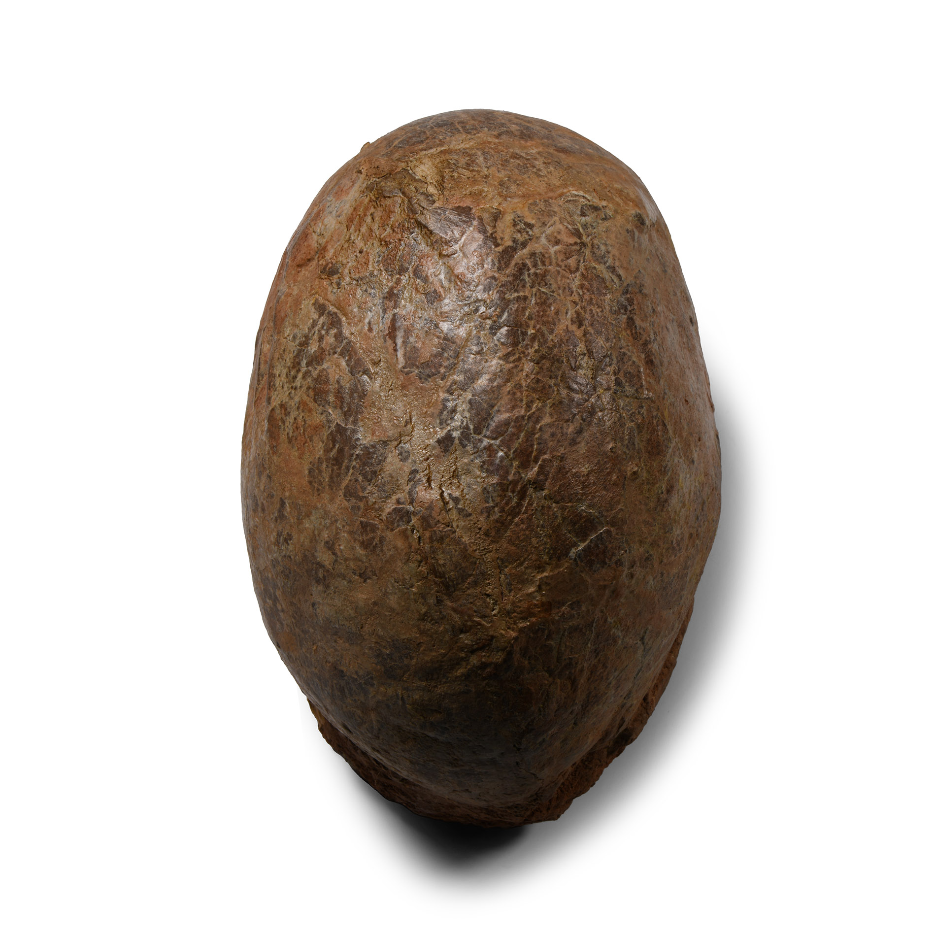 Natural History - Hadrosaur Dinosaur Egg