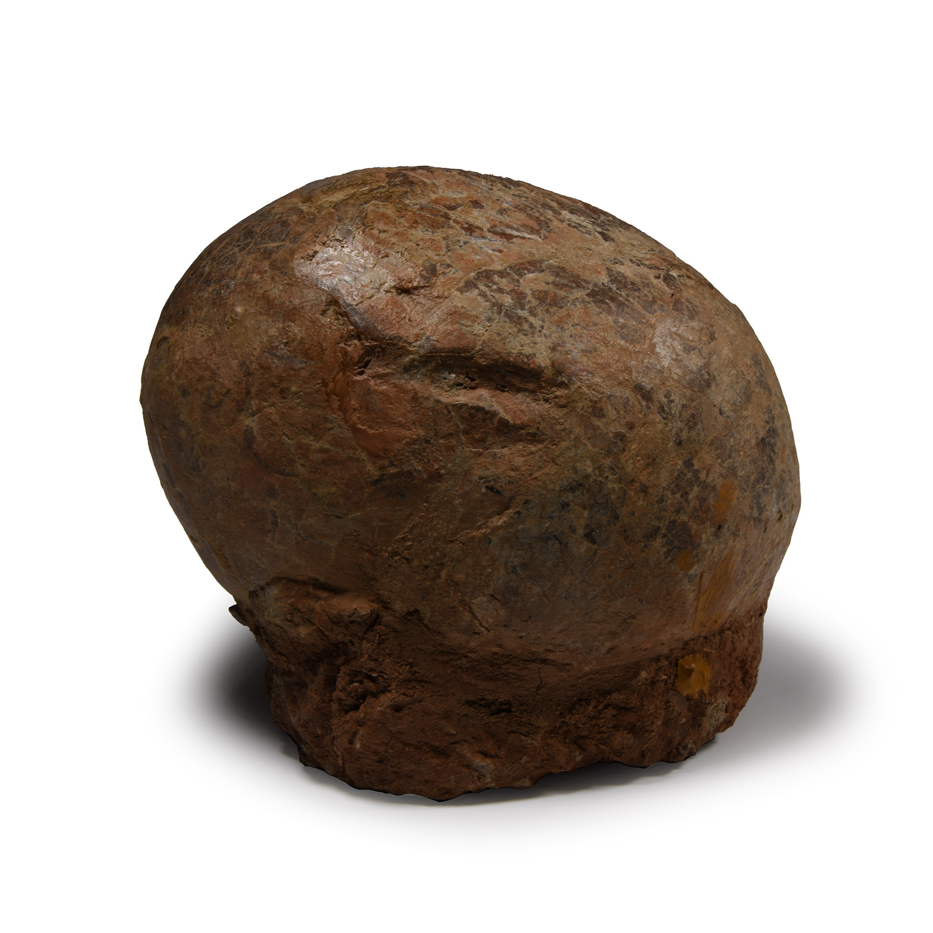 Natural History - Hadrosaur Dinosaur Egg