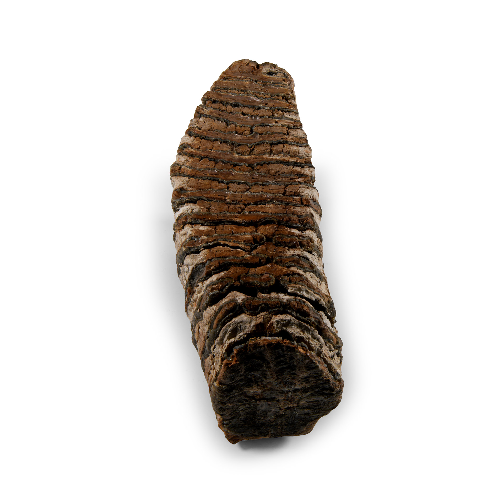 Natural History - Large Fossil Woolly Mammoth Tooth