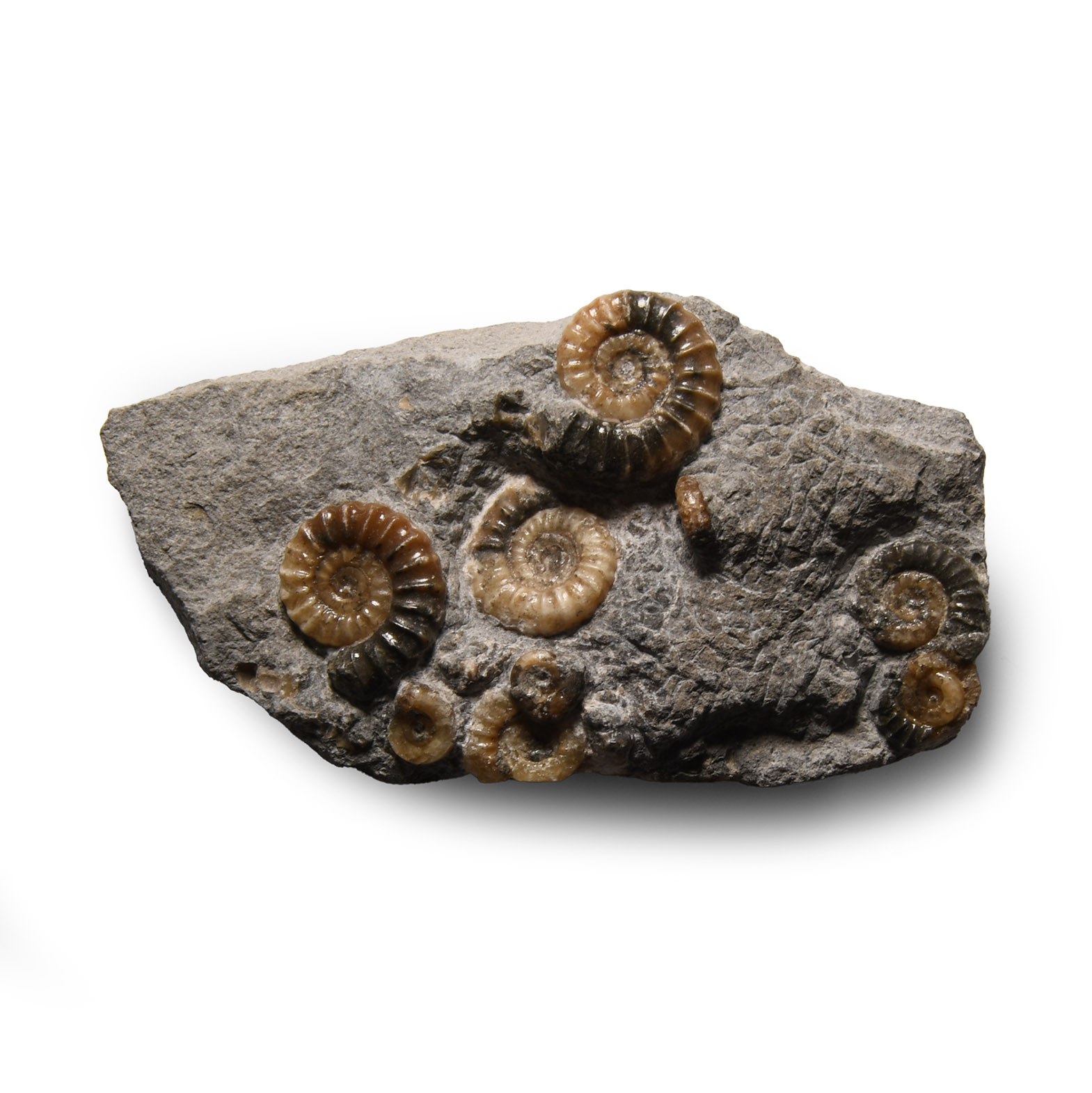 Natural History - Fossil Ammonite Group in Matrix