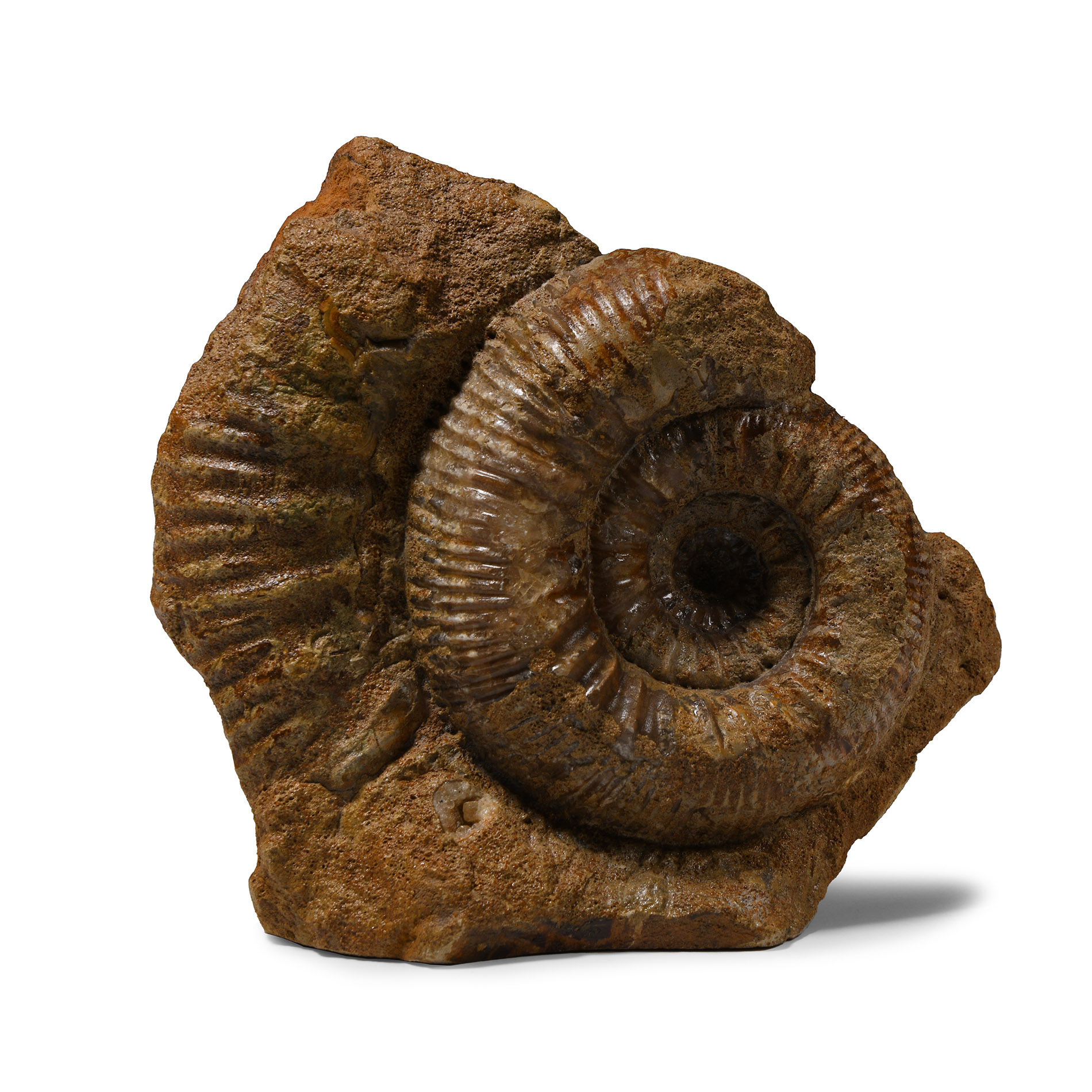 Natural History - Fossil Stephanoceras Ammonite Display