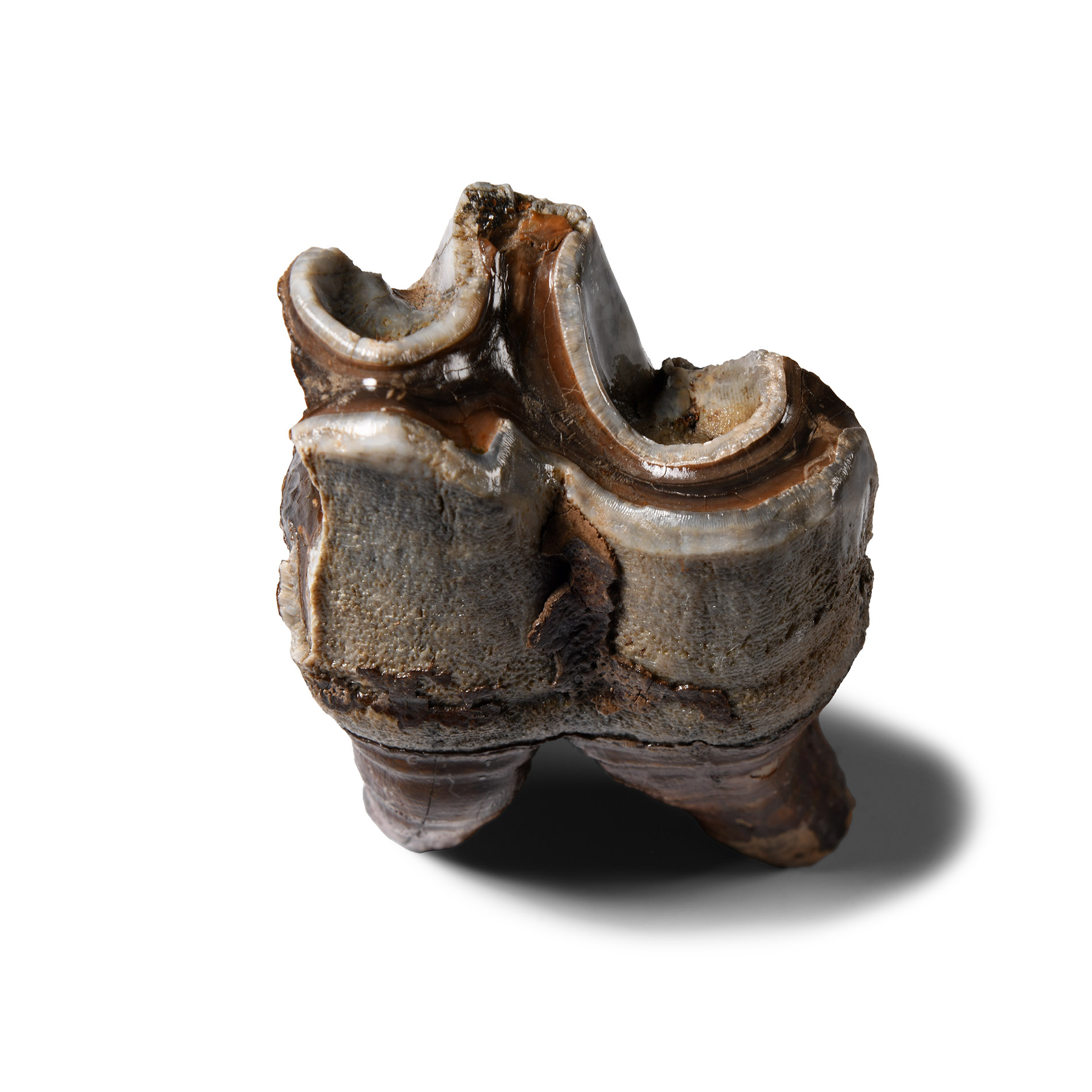 Natural History - Woolly Rhinoceros Lower Back Tooth