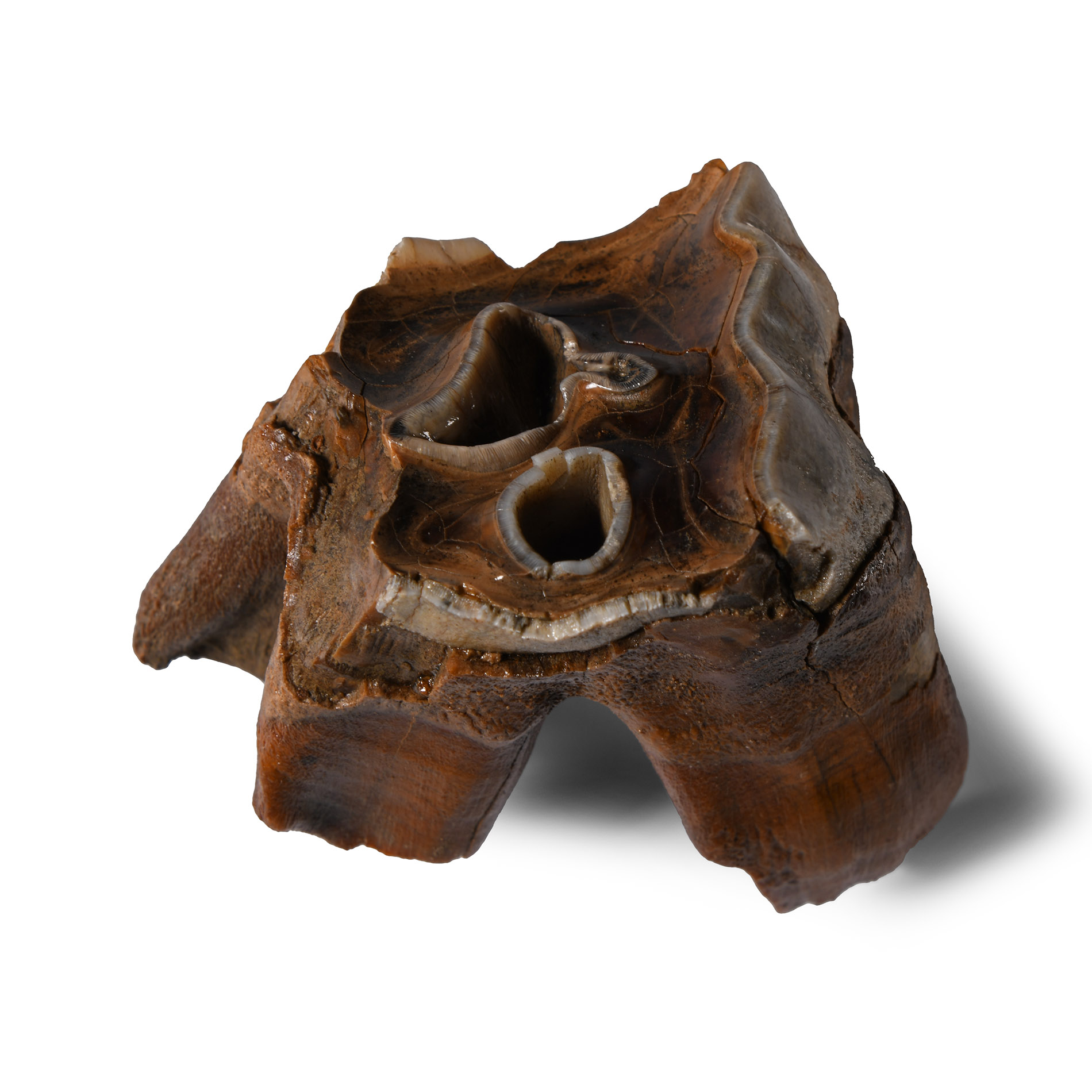 Natural History - Baby Woolly Rhinoceros Upper Rear Milk Tooth