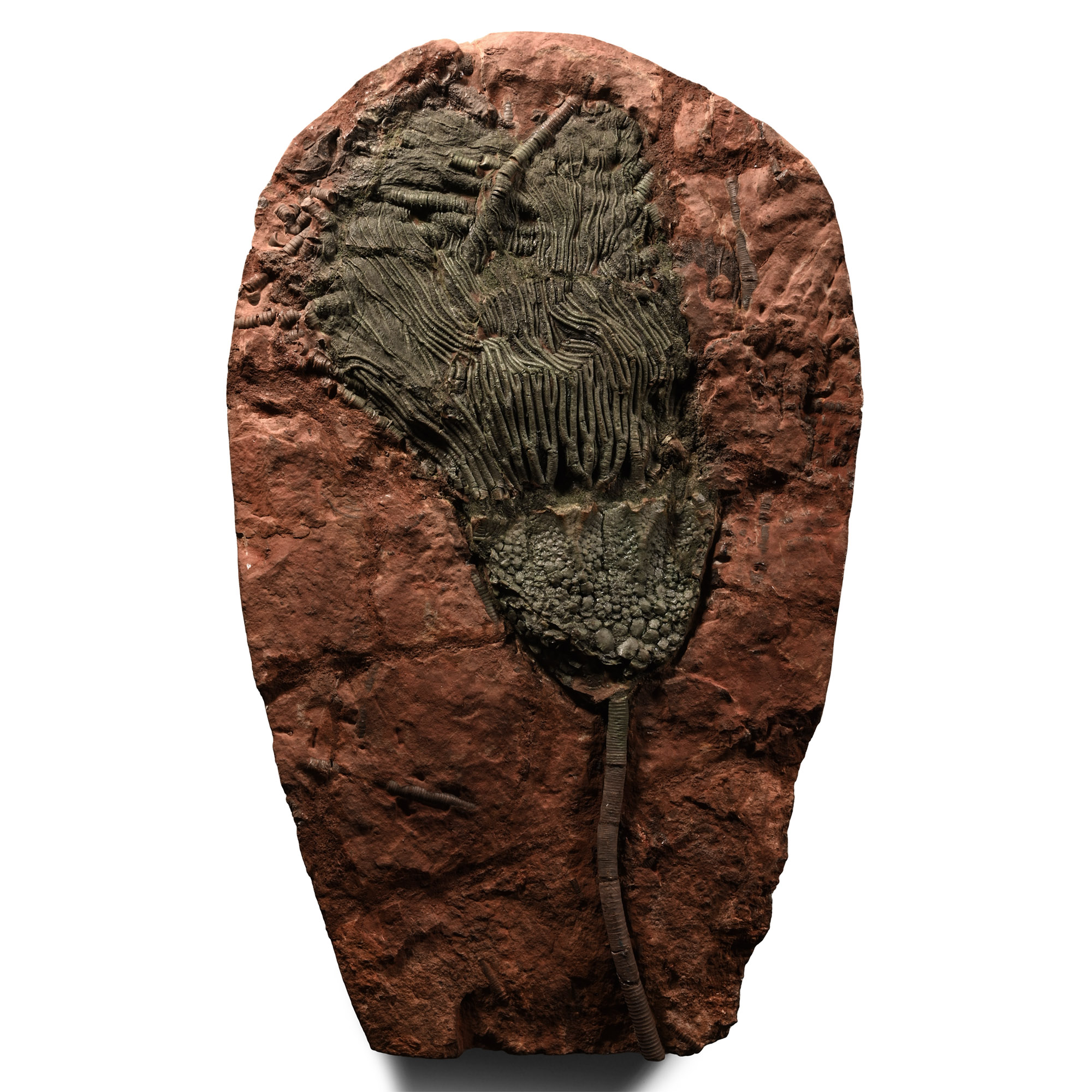 Natural History - Large Fossil Crinoid Plate