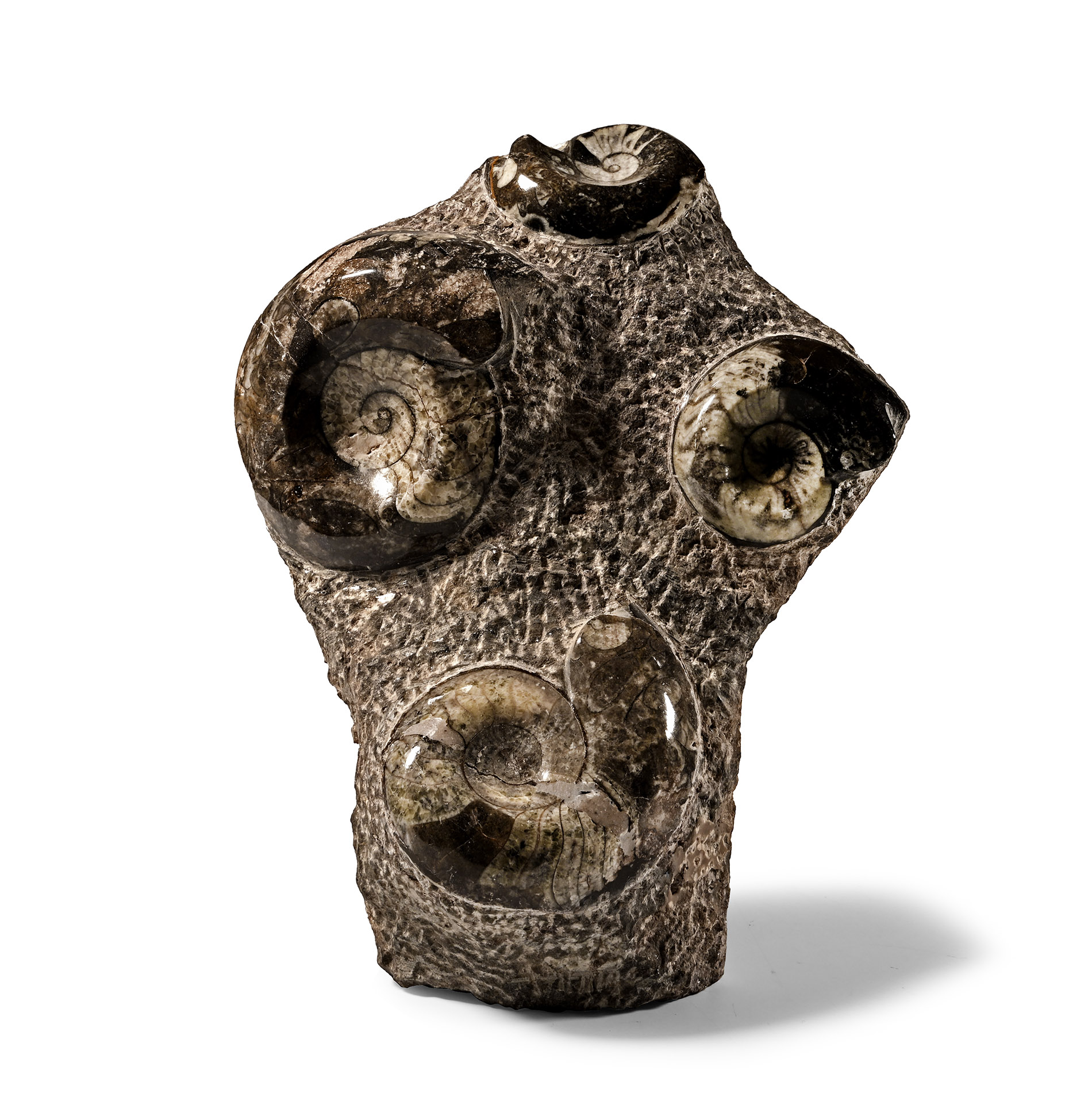 Natural History - Fossil Goniatite Display Stand