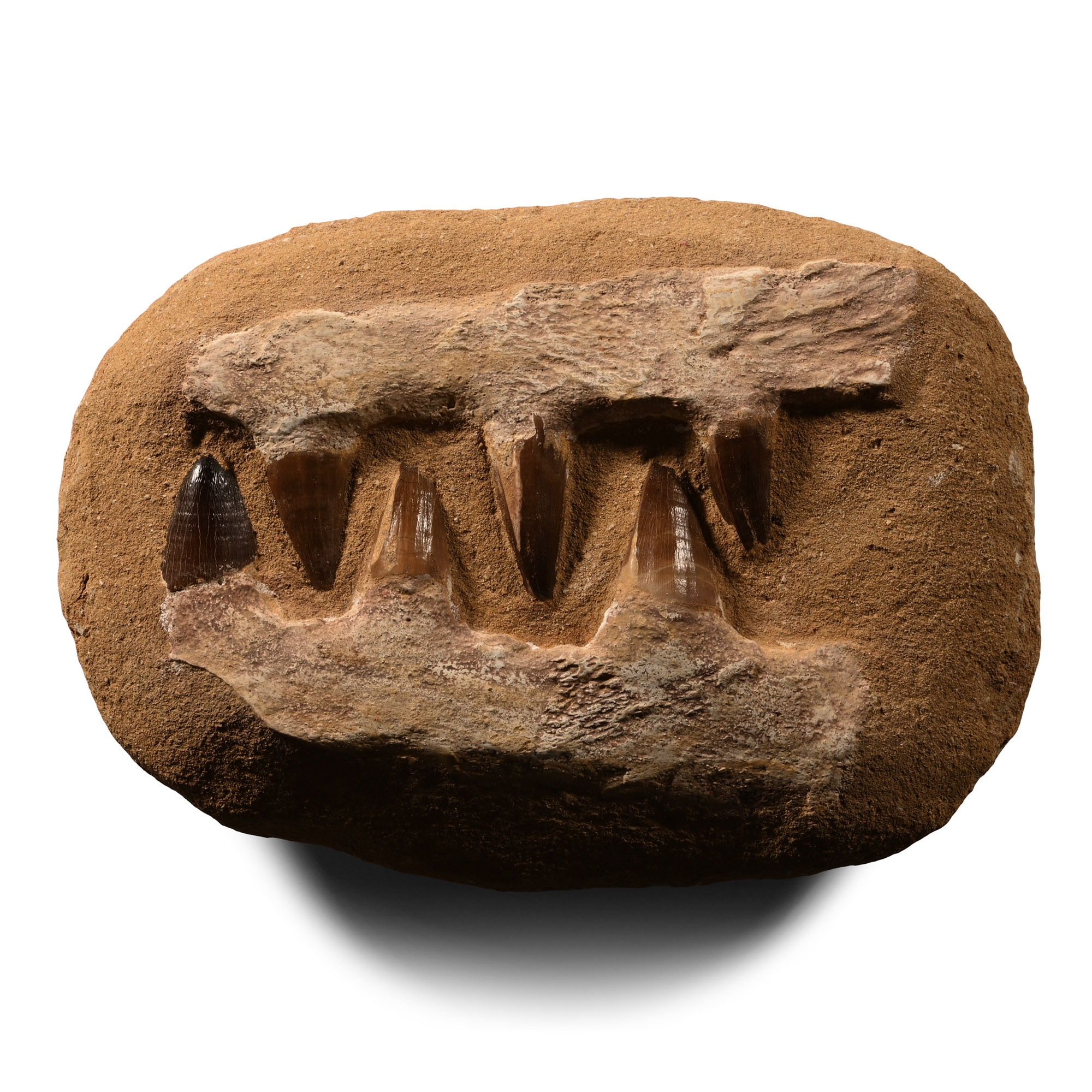 Natural History - Composite Fossil Mosasaur 'Marine Dinosaur' Jaw Pair
