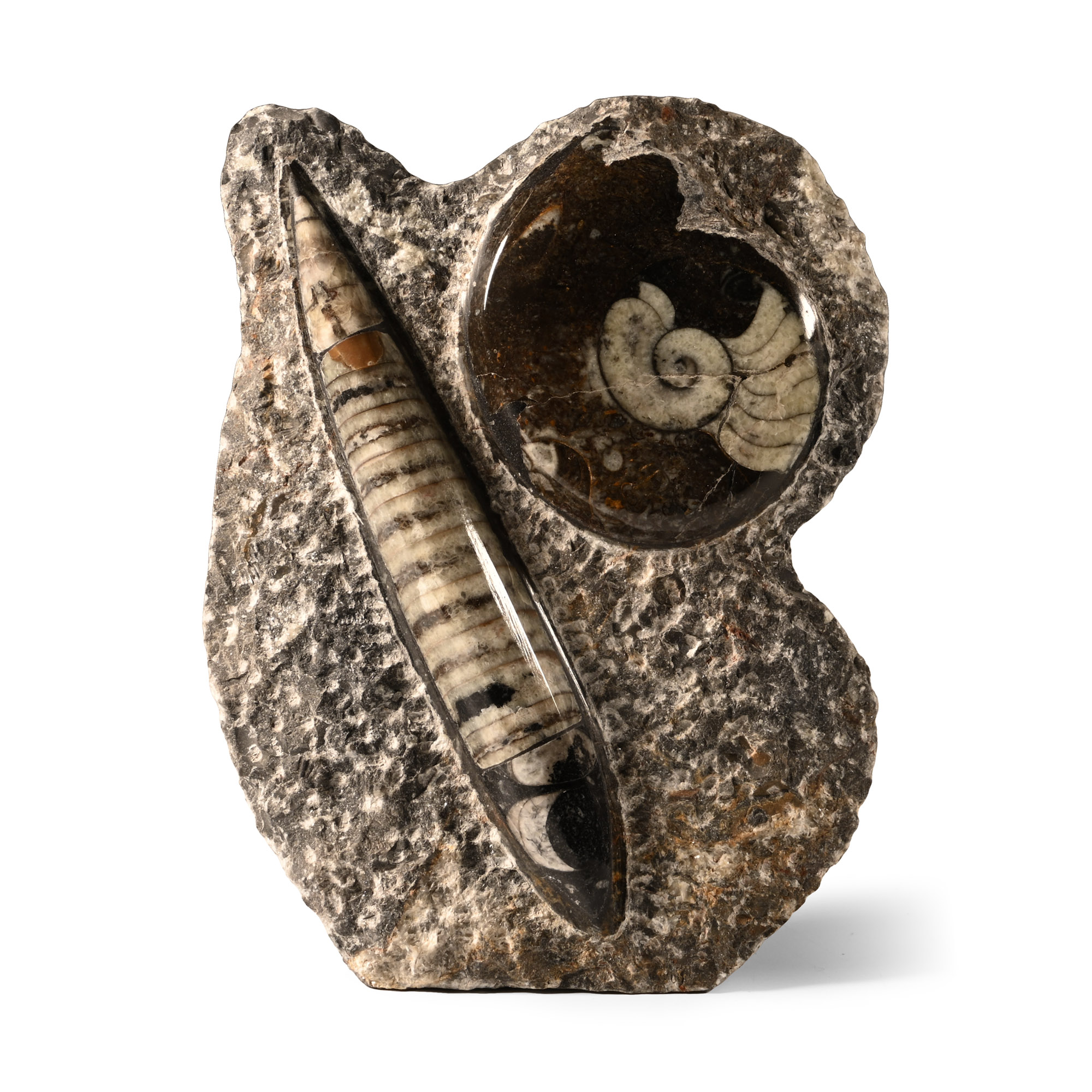 Natural History - Fossil Orthoceras and Goniatite Display Stand