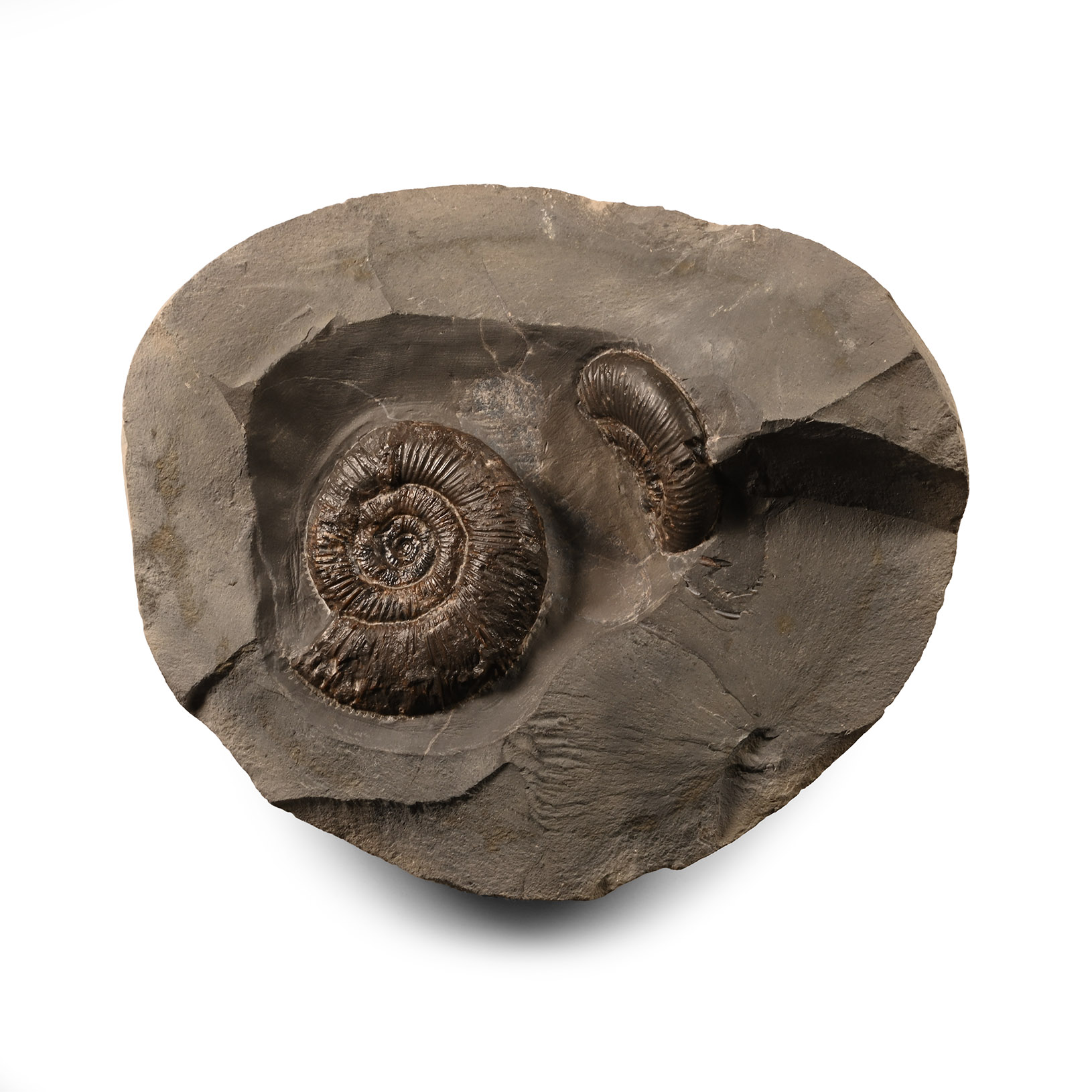 Natural History - Whitby Dac Fossil Ammonite Pair
