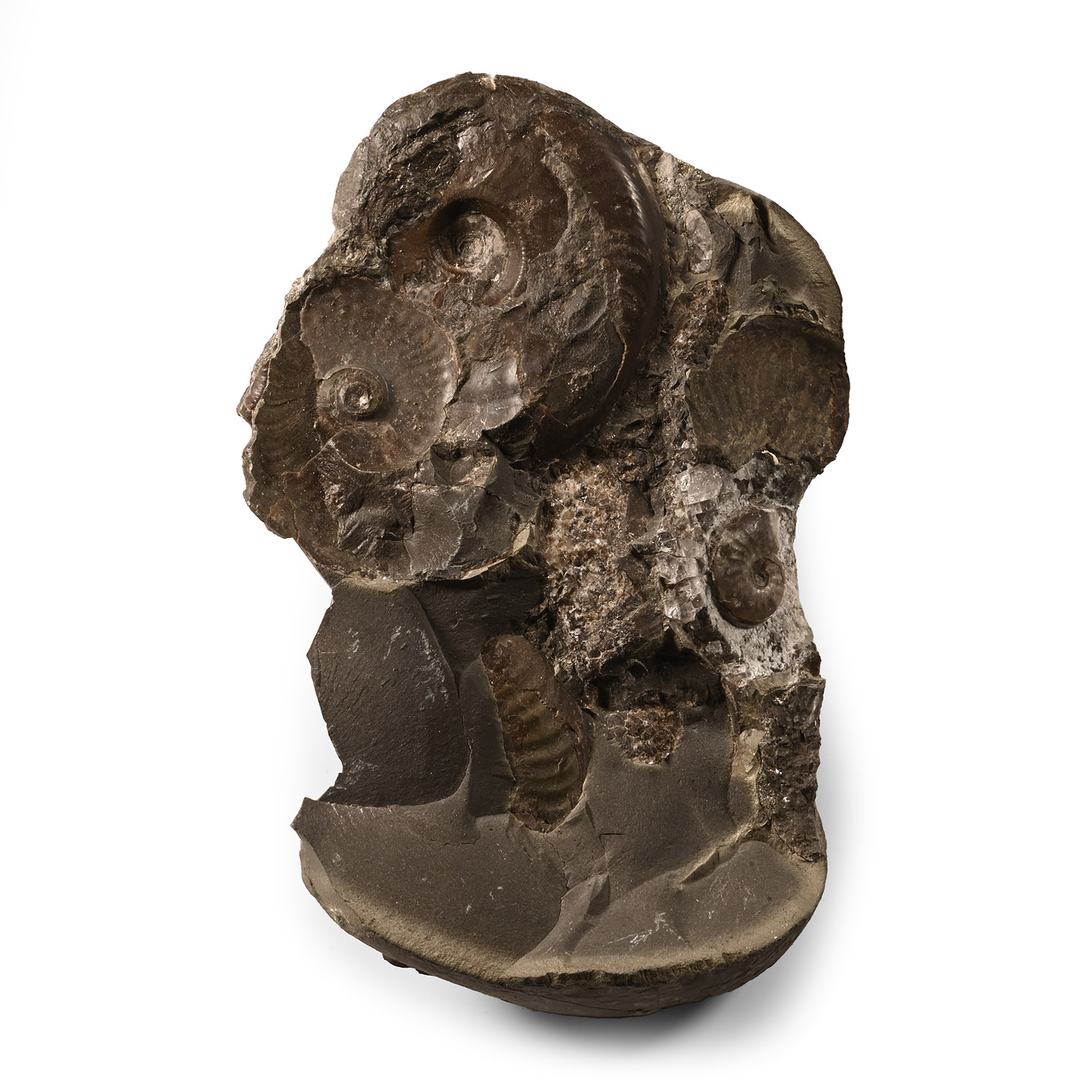 Natural History - Whitby Dac Fossil Ammonites