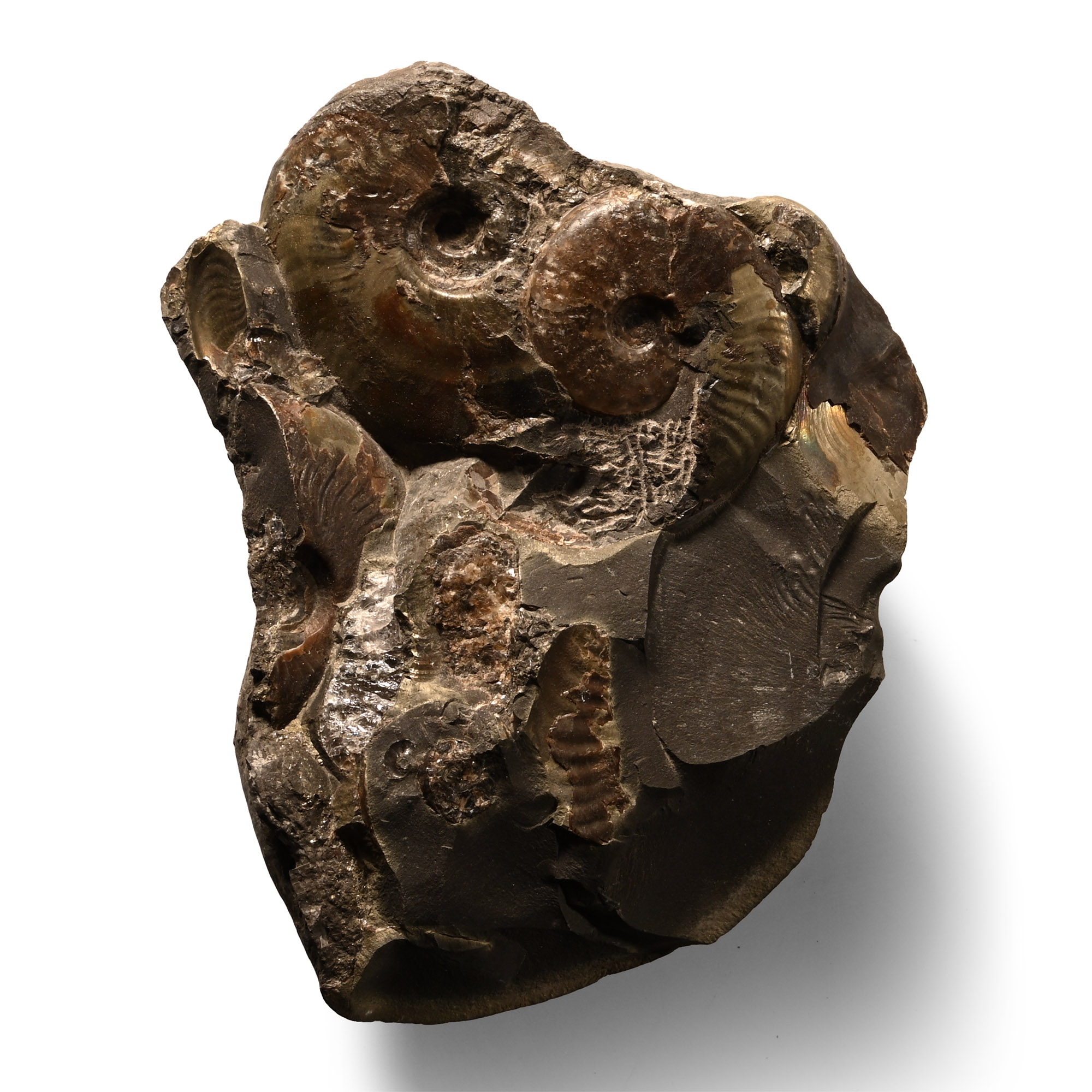 Natural History - Whitby Dac Fossil Ammonite