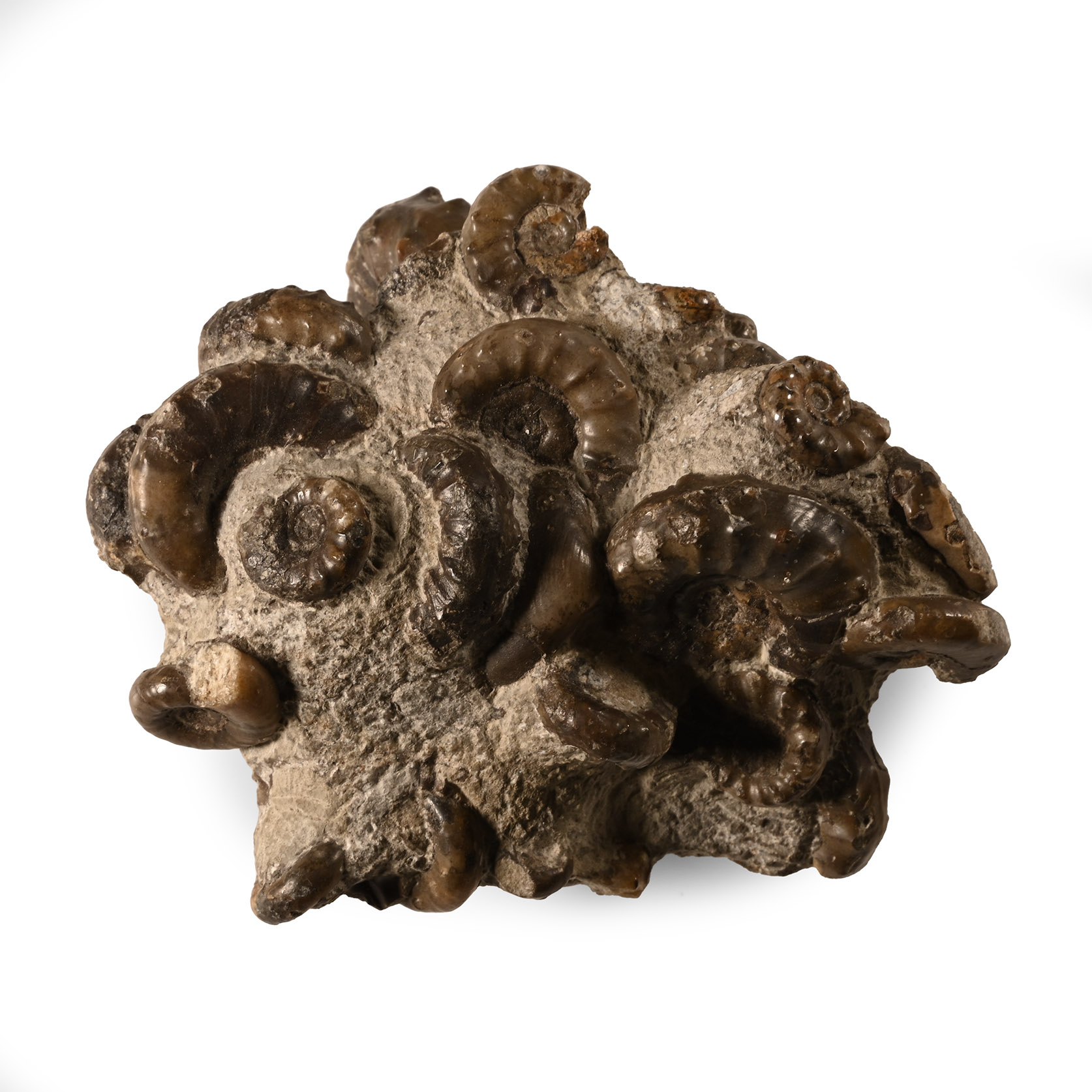 Natural History - Lyme Regis Fossil Ammonite Cluster