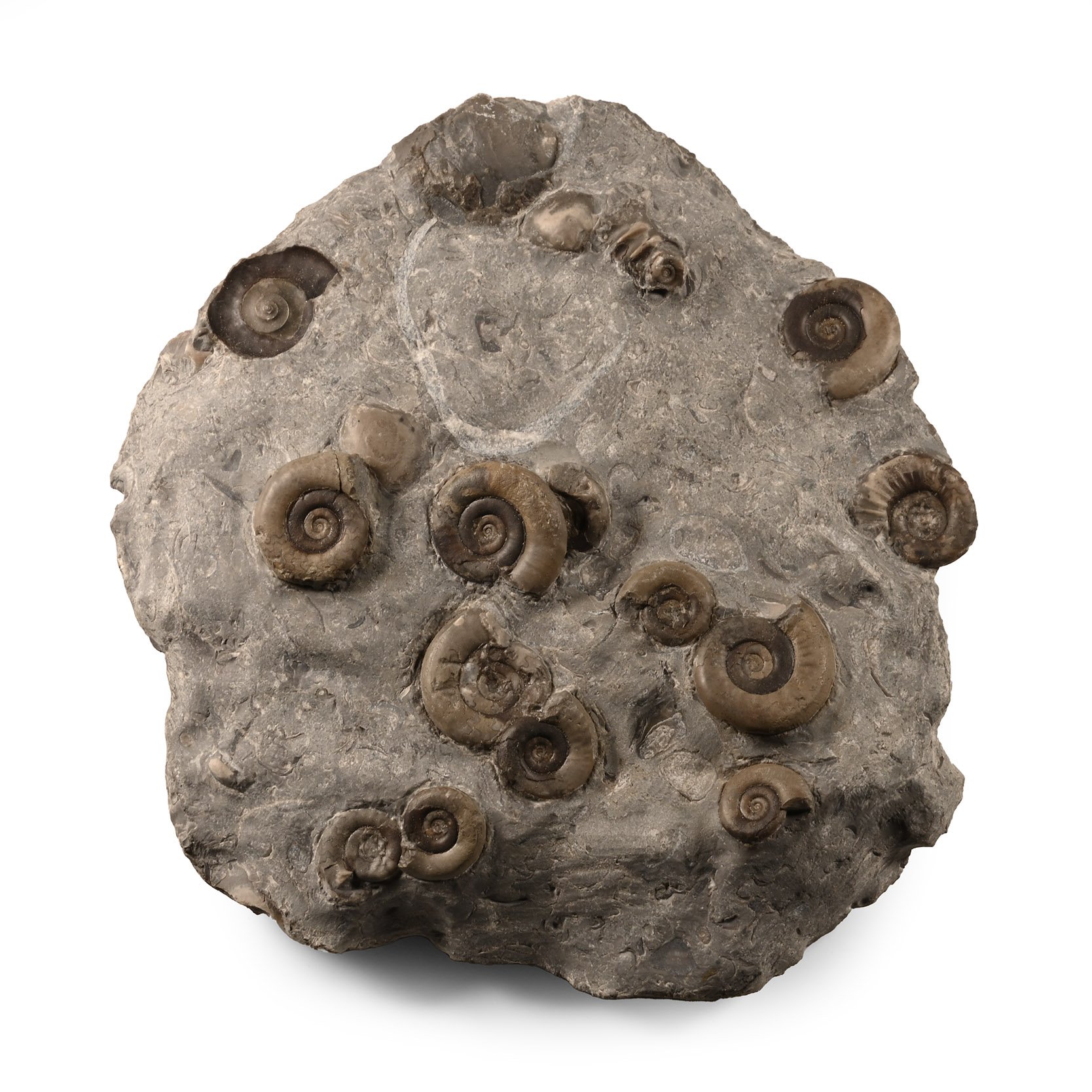 Natural History - Whitby Dac Fossil Ammonite Cluster